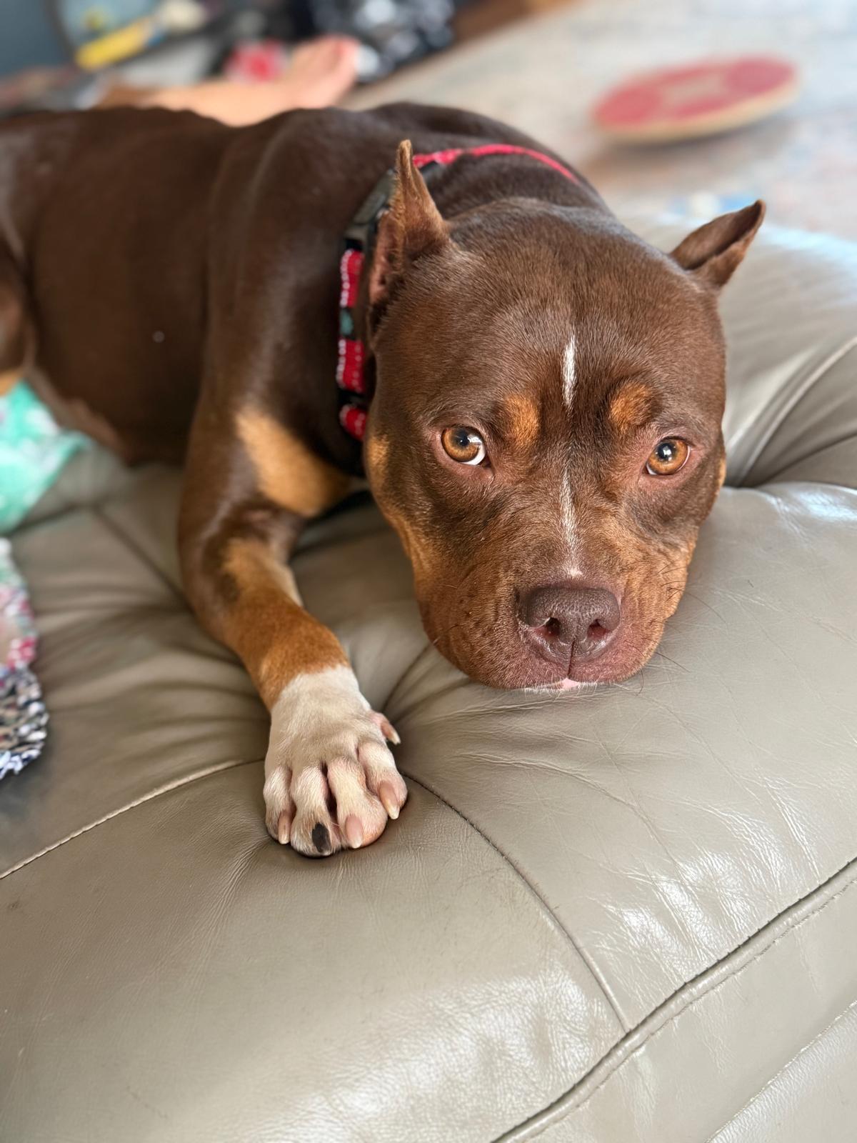 Enlarge Shiloh, a ADOPTABLE Pit Bull Terrier in Knoxville, TN image 1/5