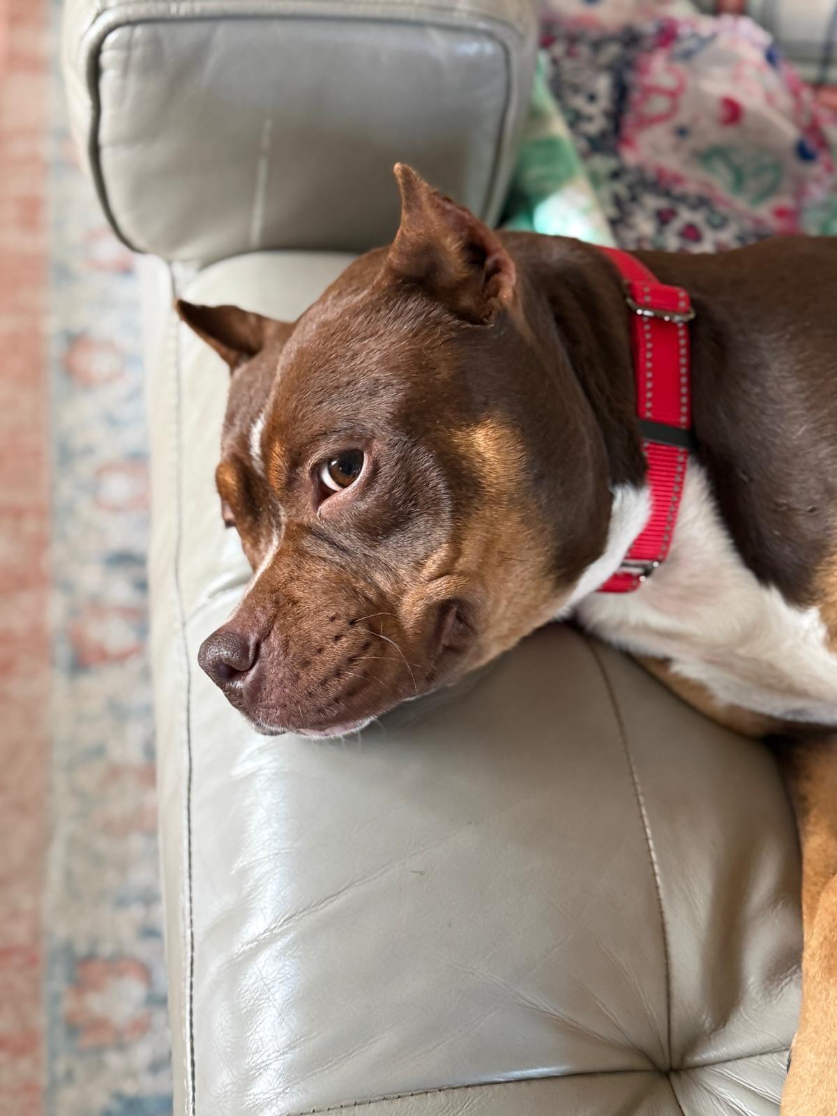 Enlarge Shiloh, a ADOPTABLE Pit Bull Terrier in Knoxville, TN image 2/5