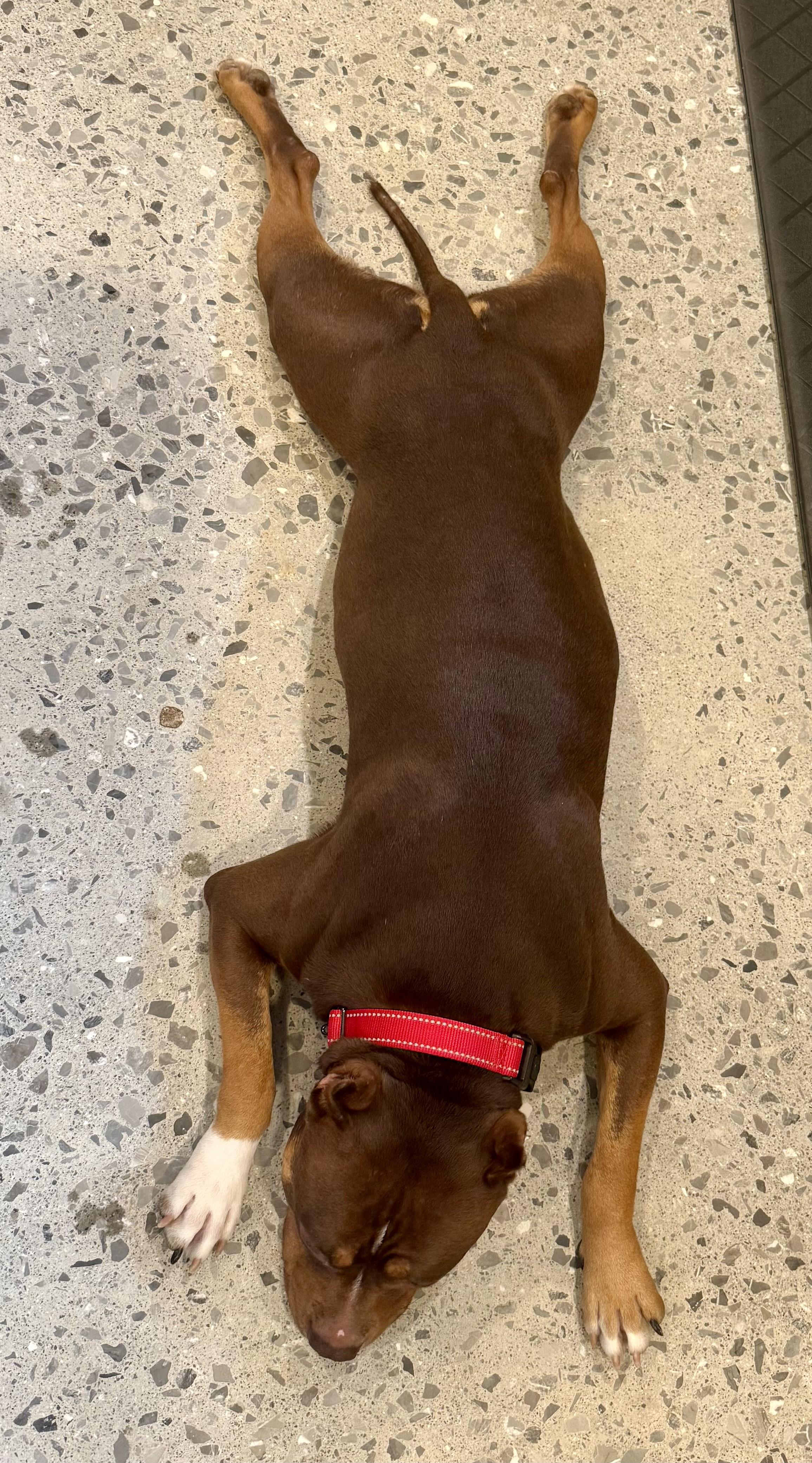 Enlarge Shiloh, a ADOPTABLE Pit Bull Terrier in Knoxville, TN image 6/6