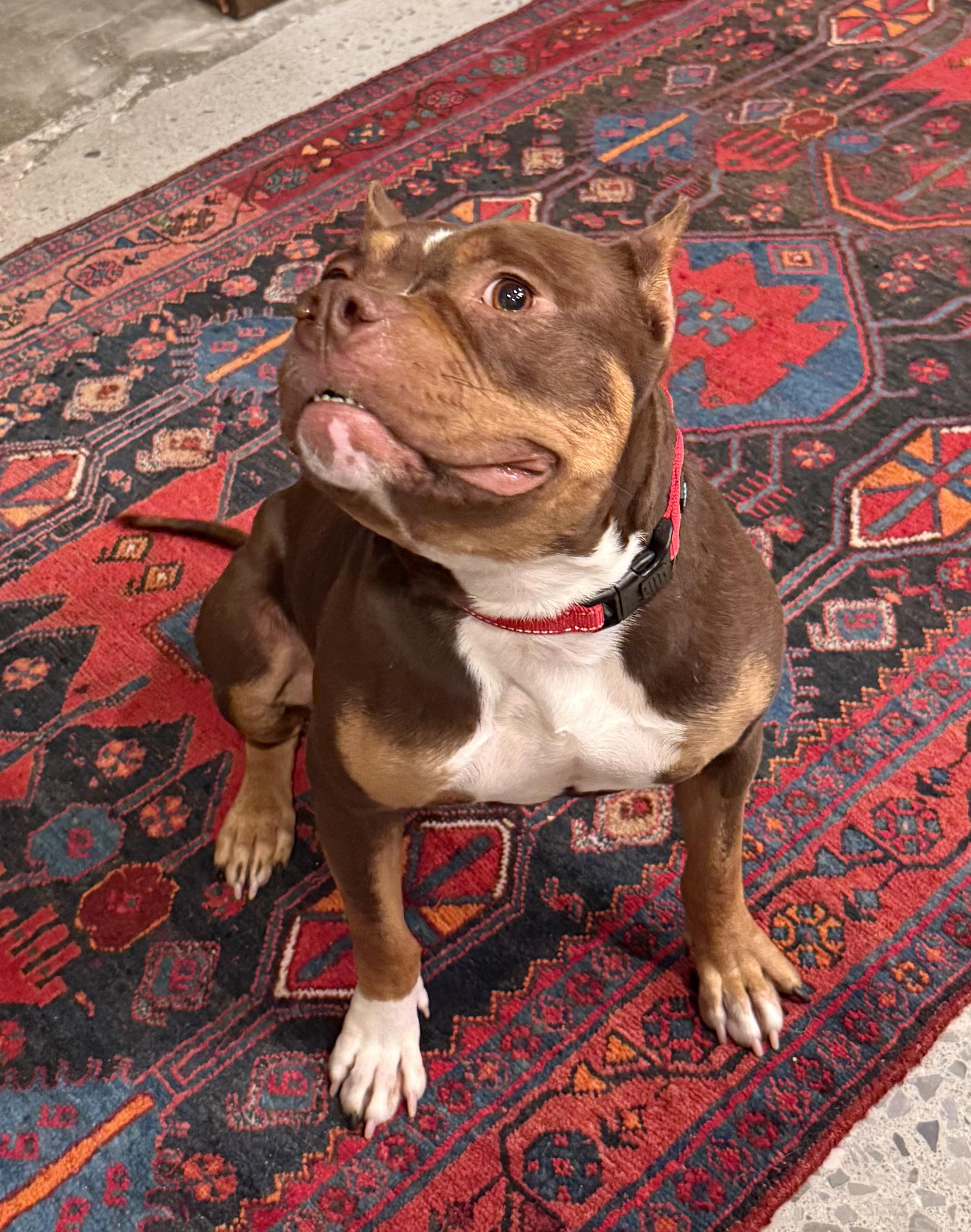 Enlarge Shiloh, a ADOPTABLE Pit Bull Terrier in Knoxville, TN image 3/5