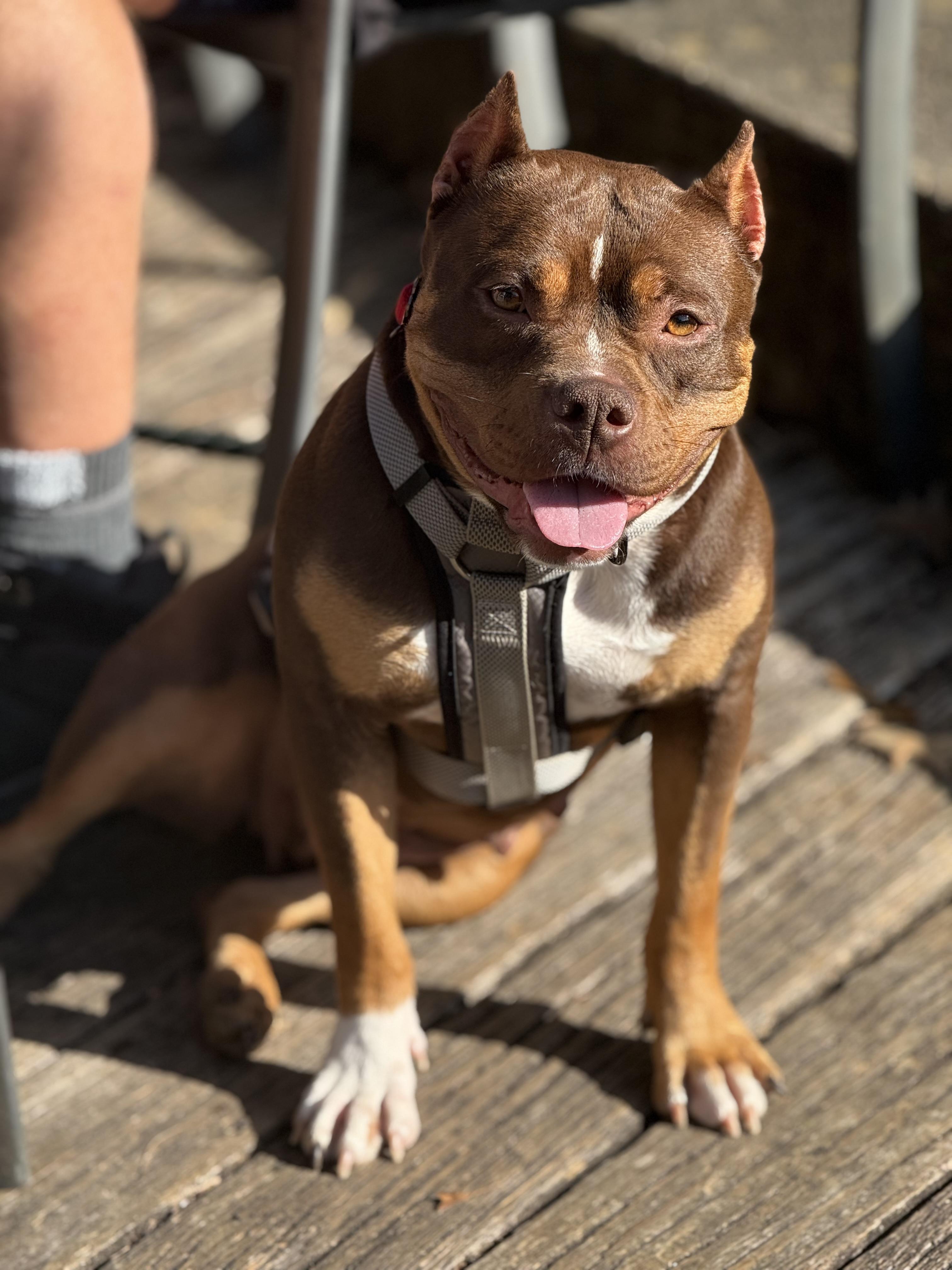 Enlarge Shiloh, a ADOPTABLE Pit Bull Terrier in Knoxville, TN image 5/6