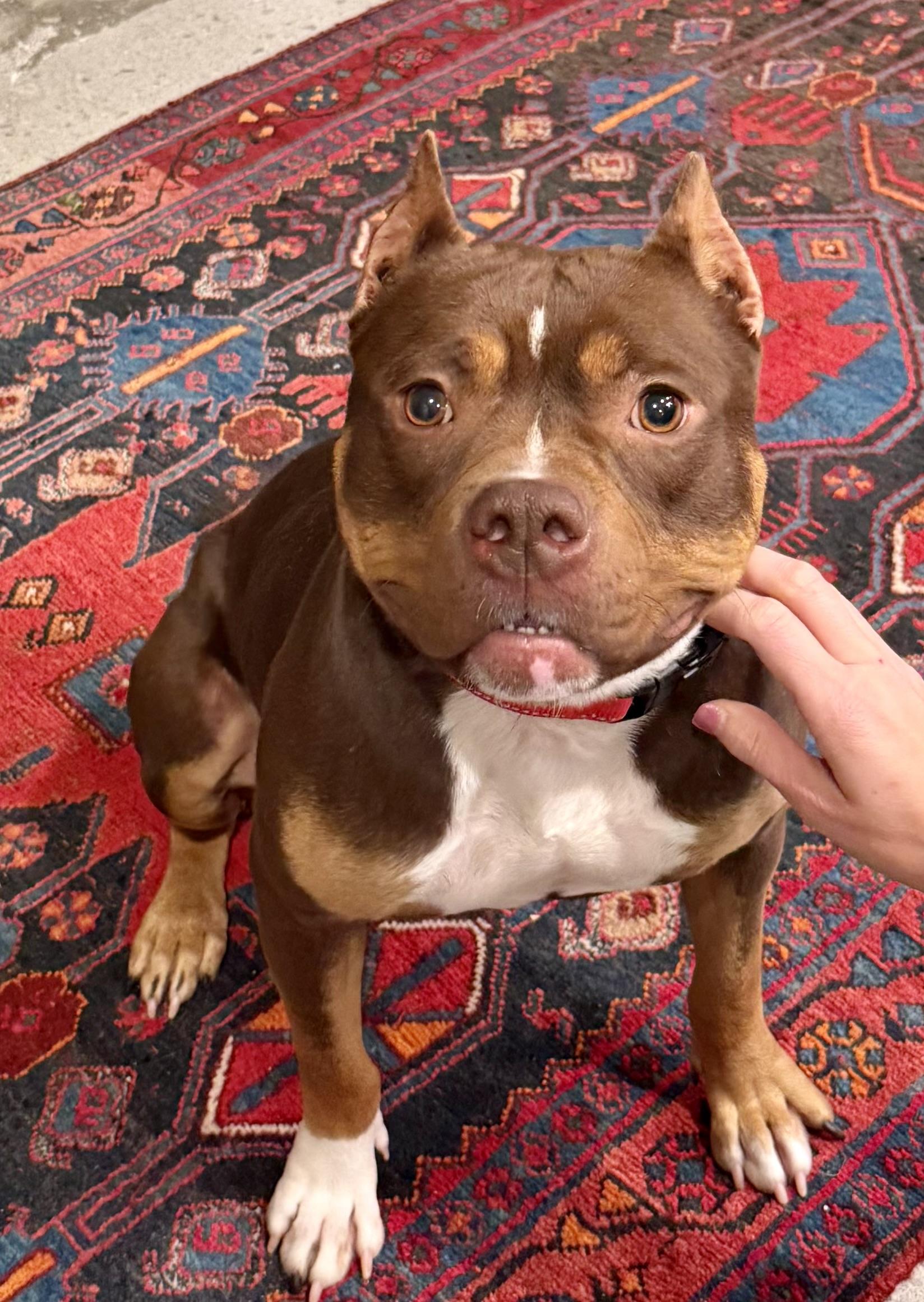 Enlarge Shiloh, a ADOPTABLE Pit Bull Terrier in Knoxville, TN image 4/5