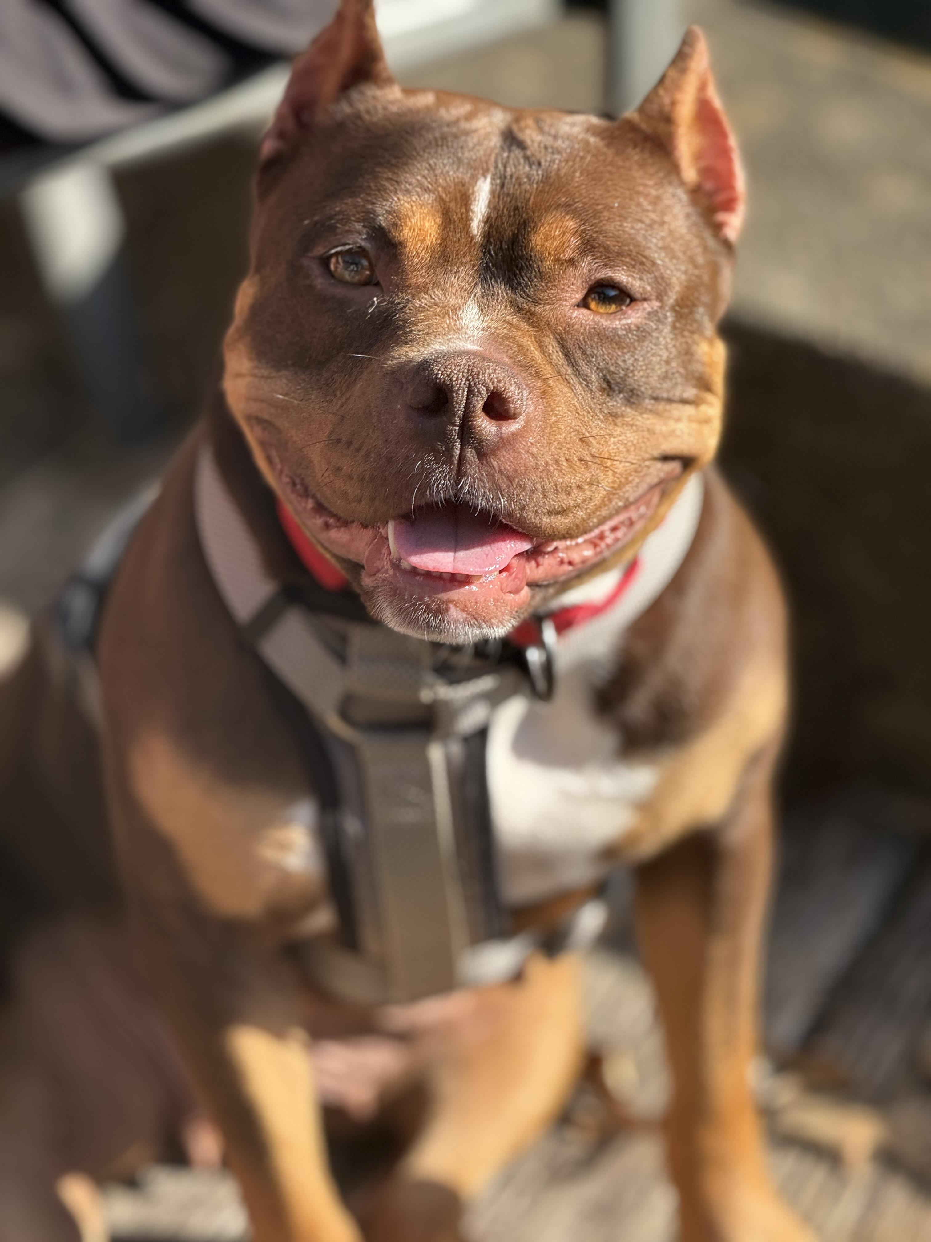 Shiloh, ADOPTABLE, Adult Female Pit Bull Terrier.