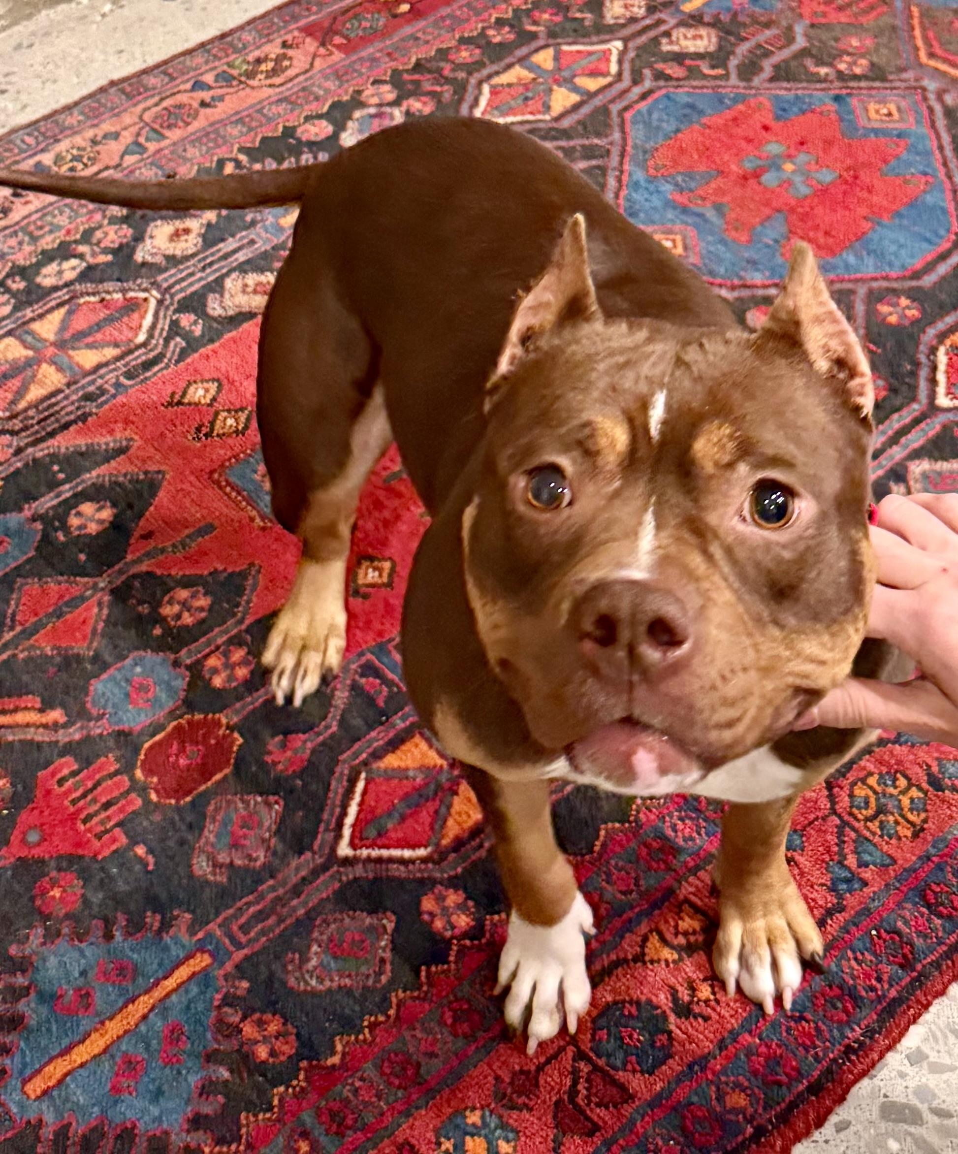 Enlarge Shiloh, a ADOPTABLE Pit Bull Terrier in Knoxville, TN image 5/5