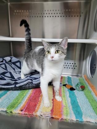Shaker, a Adoptable mixed breed in Fergus Falls, MN image 1/3
