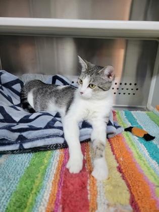Shaker, a Adoptable mixed breed in Fergus Falls, MN image 2/3