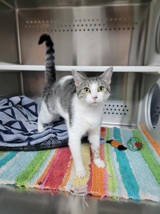 Shaker, a Adoptable mixed breed in Fergus Falls, MN image 3/3