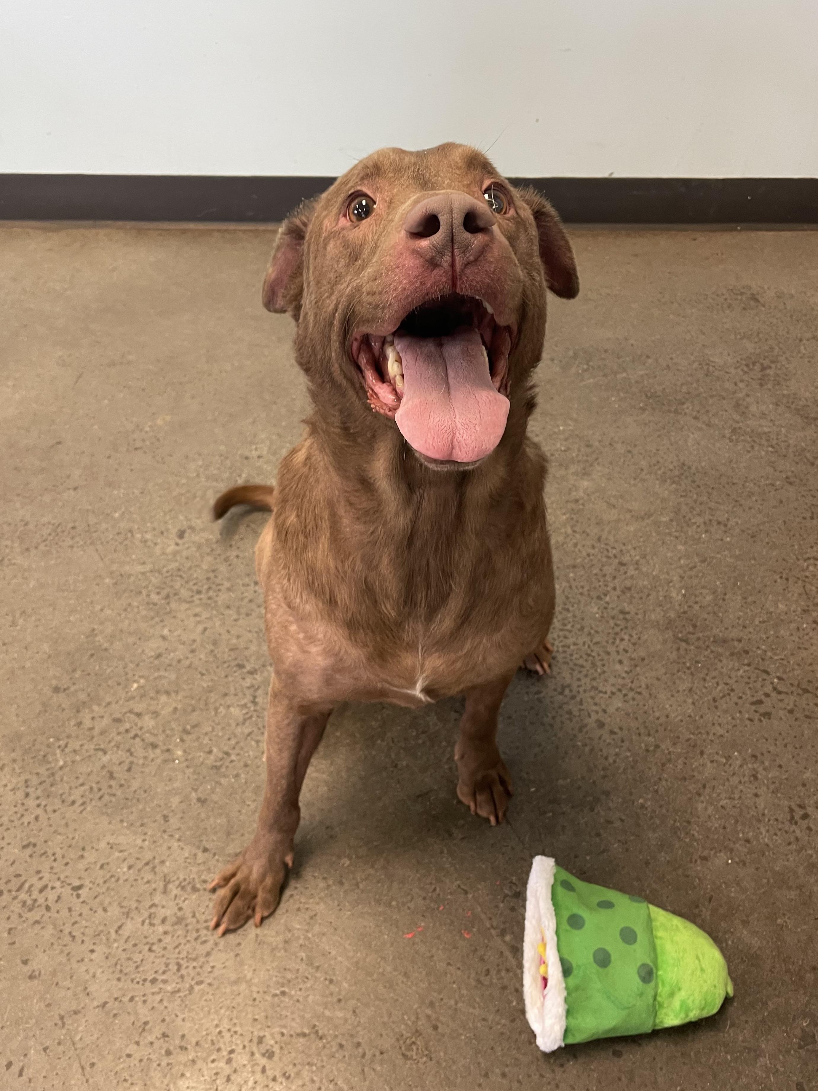 Enlarge Rolie Polie Olie, an adopted Mixed Breed in Mishawaka, IN image 2/4