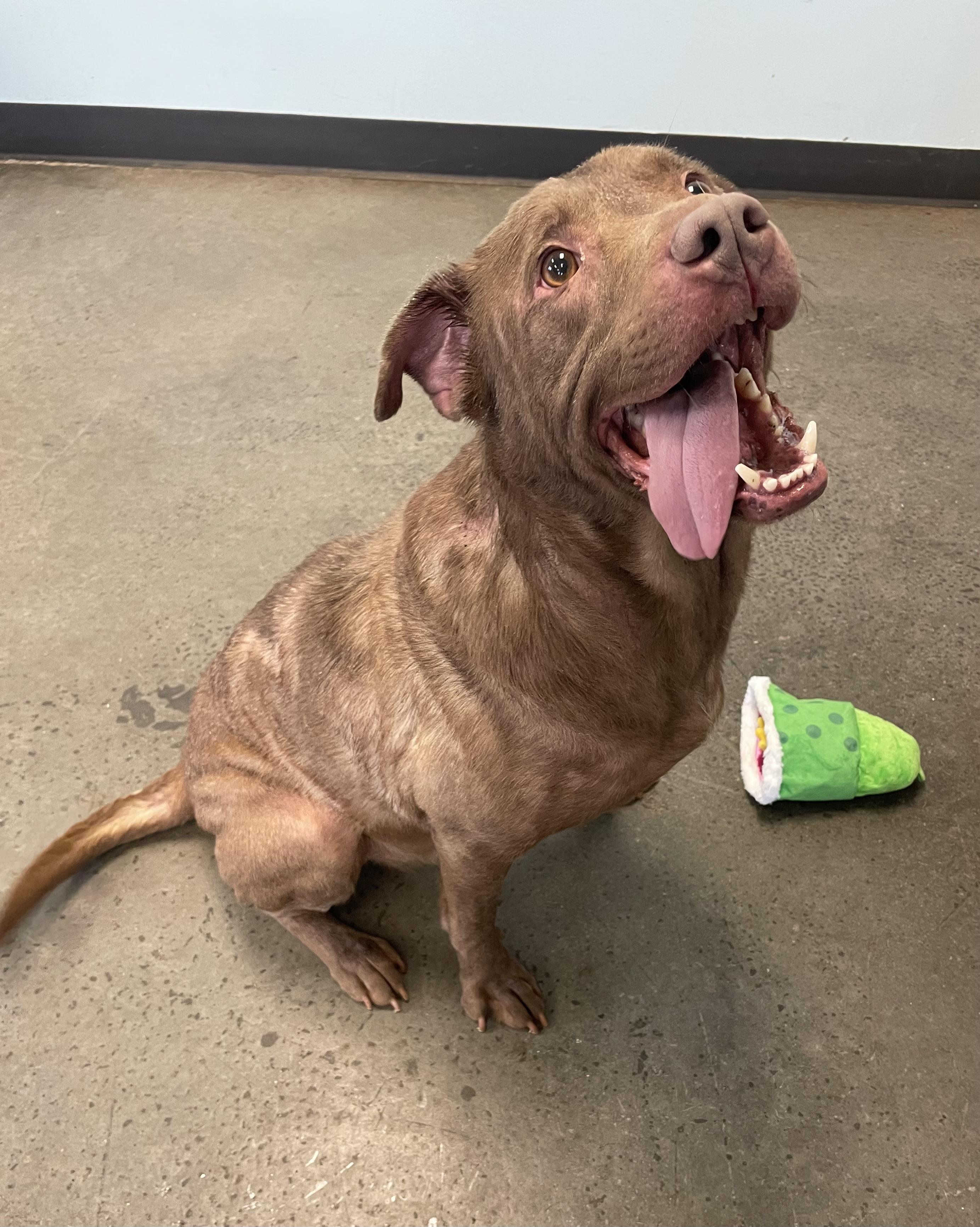 Enlarge Rolie Polie Olie, an adopted Mixed Breed in Mishawaka, IN image 3/4