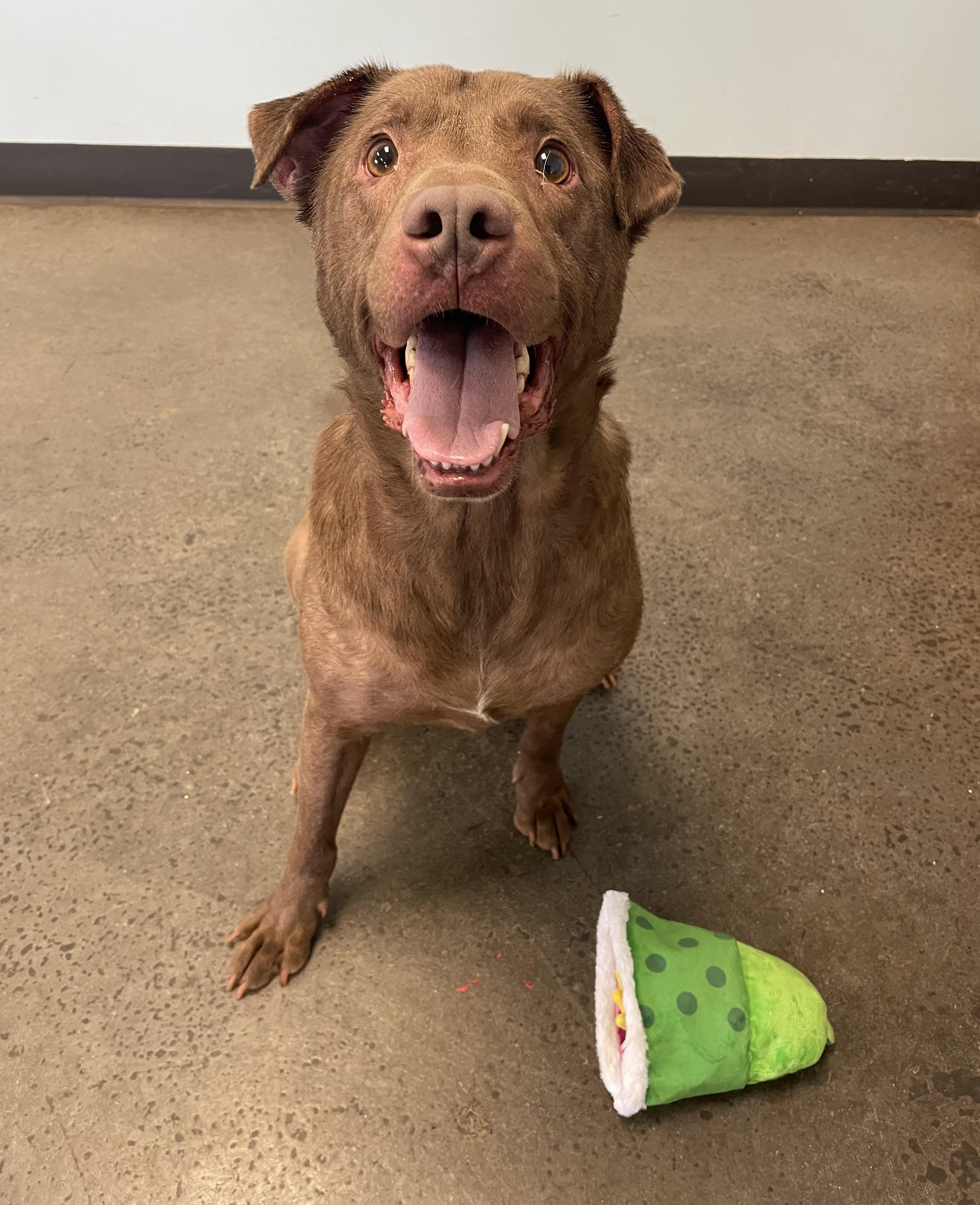 Enlarge Rolie Polie Olie, an adopted Mixed Breed in Mishawaka, IN image 1/4