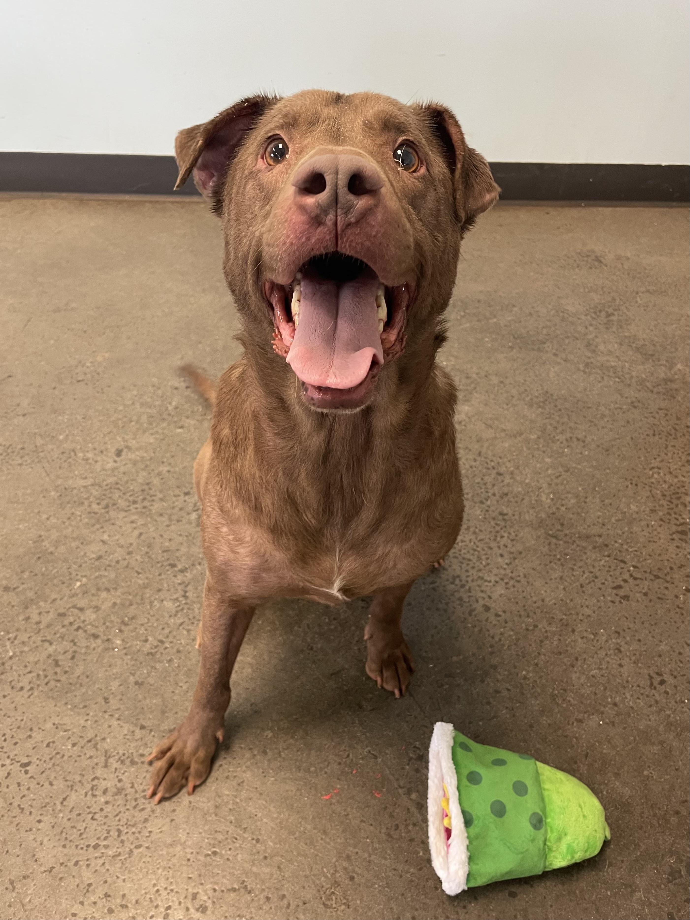 Enlarge Rolie Polie Olie, an adopted Mixed Breed in Mishawaka, IN image 4/4