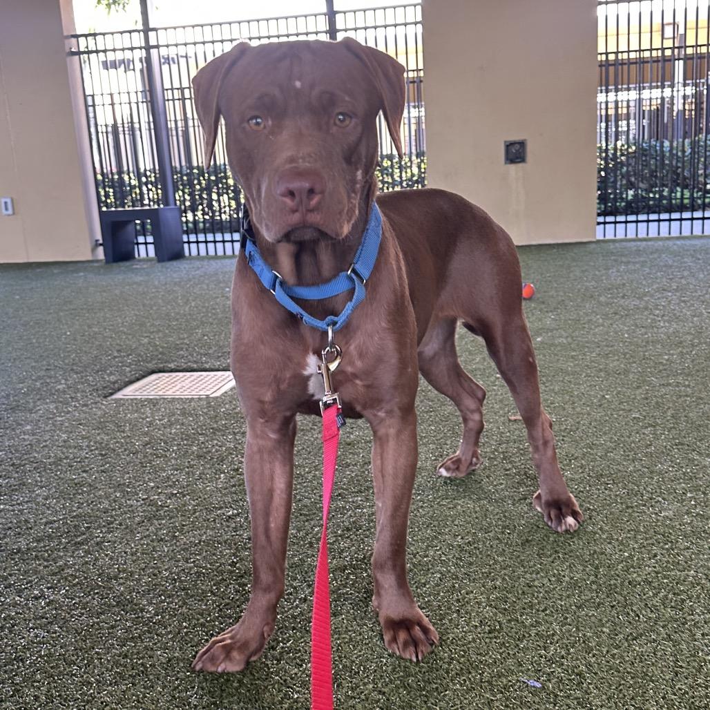 Ember, a Adoptable Mixed Breed in West Palm Beach, FL image 1/6