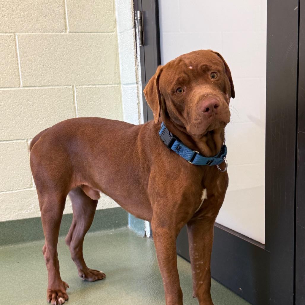 Ember, a Adoptable Mixed Breed in West Palm Beach, FL image 3/6