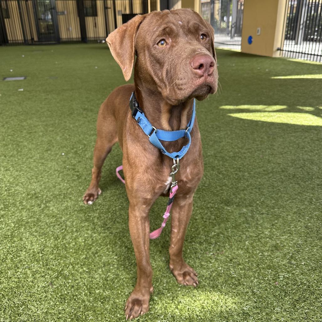 Ember, a Adoptable Mixed Breed in West Palm Beach, FL image 4/6