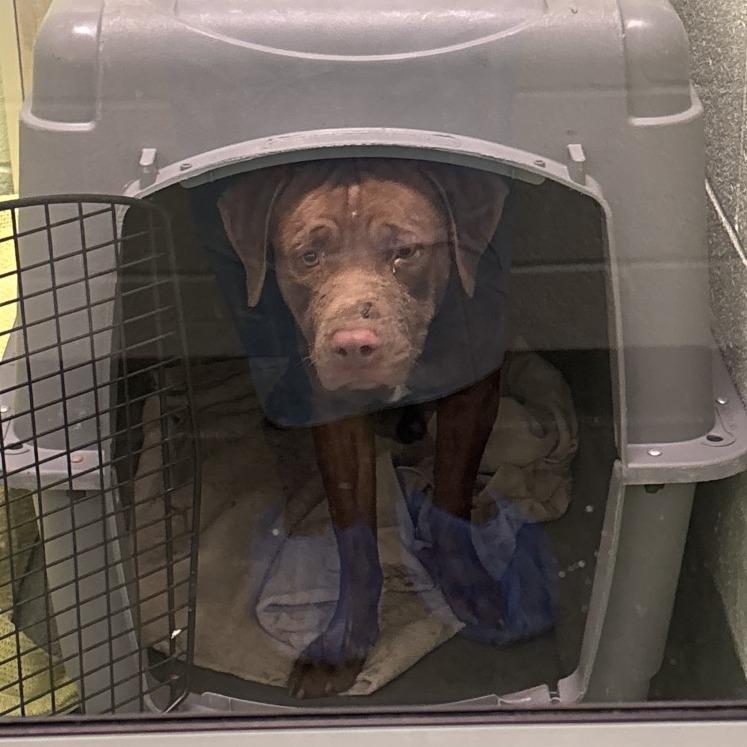 Ember, a Adoptable Mixed Breed in West Palm Beach, FL image 5/6