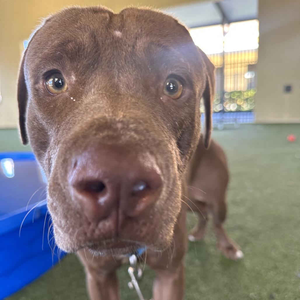 Ember, a Adoptable Mixed Breed in West Palm Beach, FL image 6/6