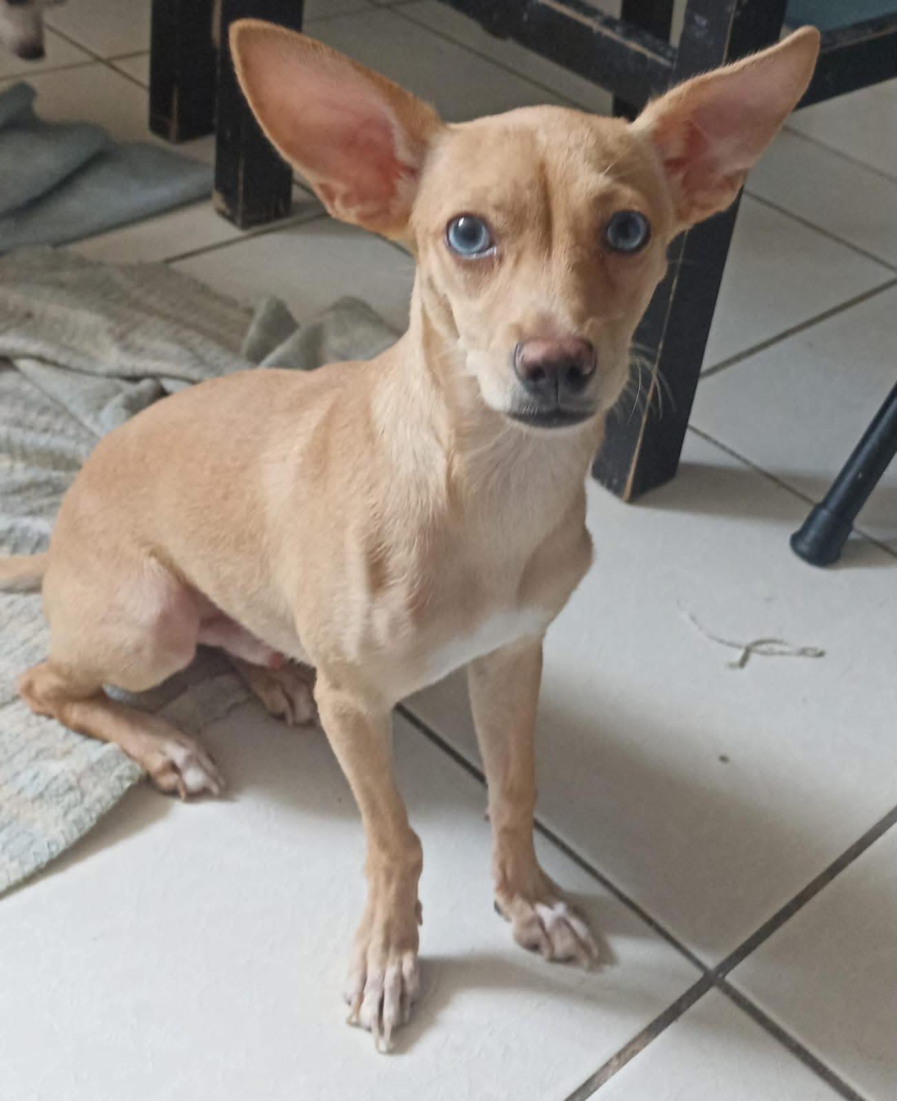 Golden, ADOPTABLE, Young Male Chihuahua.