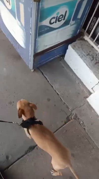 Enlarge Golden, a ADOPTABLE mixed breed in Loveland, CO video 3/4
