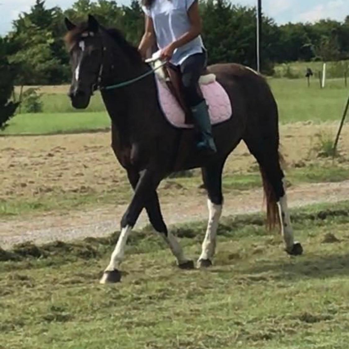 May, a Adopted mixed breed in Royse City, TX image 2/3