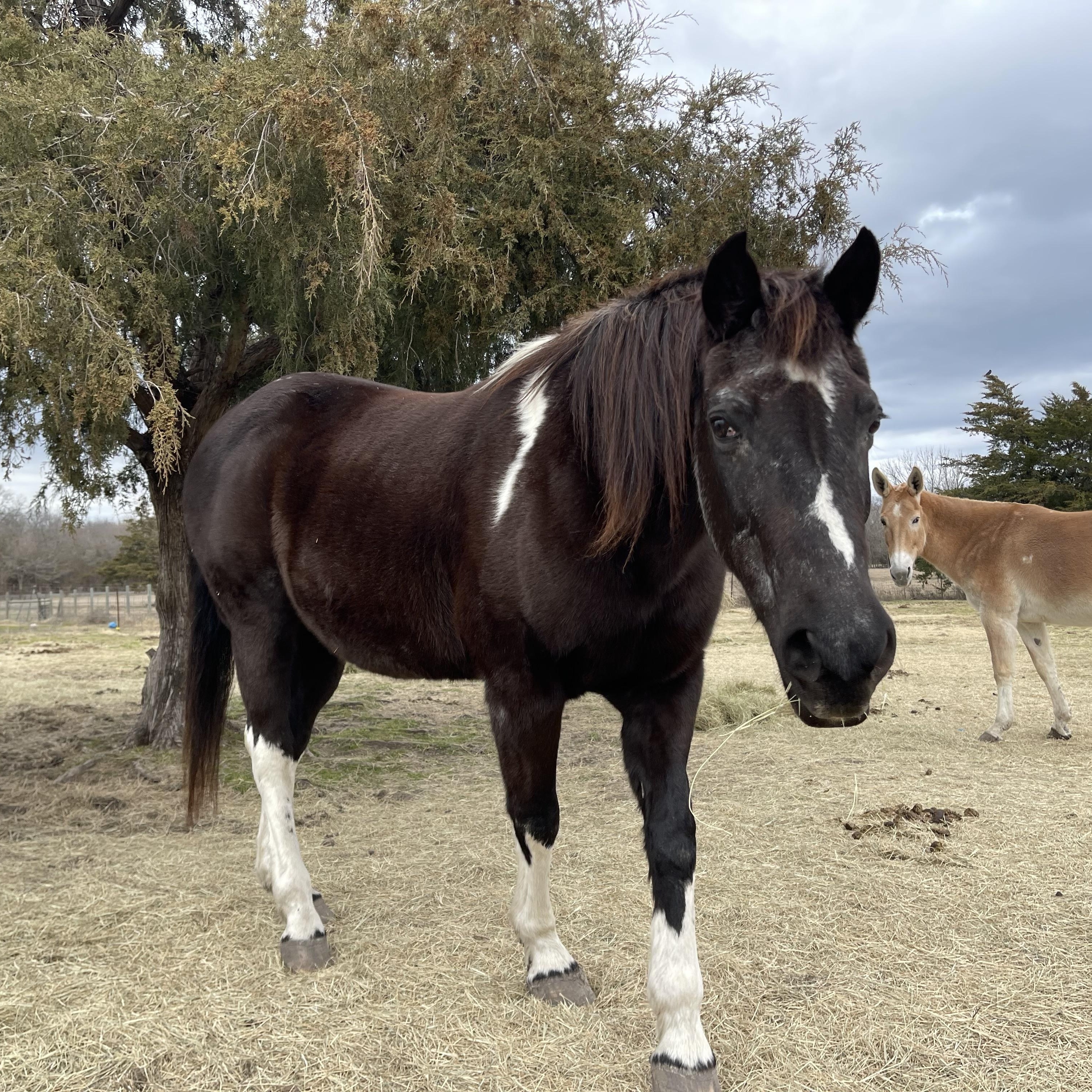 May, Adopted, Senior Female Draft.