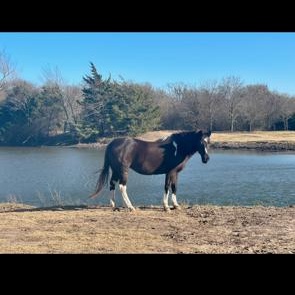May, a Adopted mixed breed in Royse City, TX image 3/3