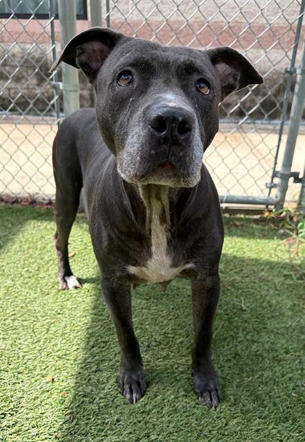 MIDNIGHT, Adoptable, Adult Female Mixed Breed.