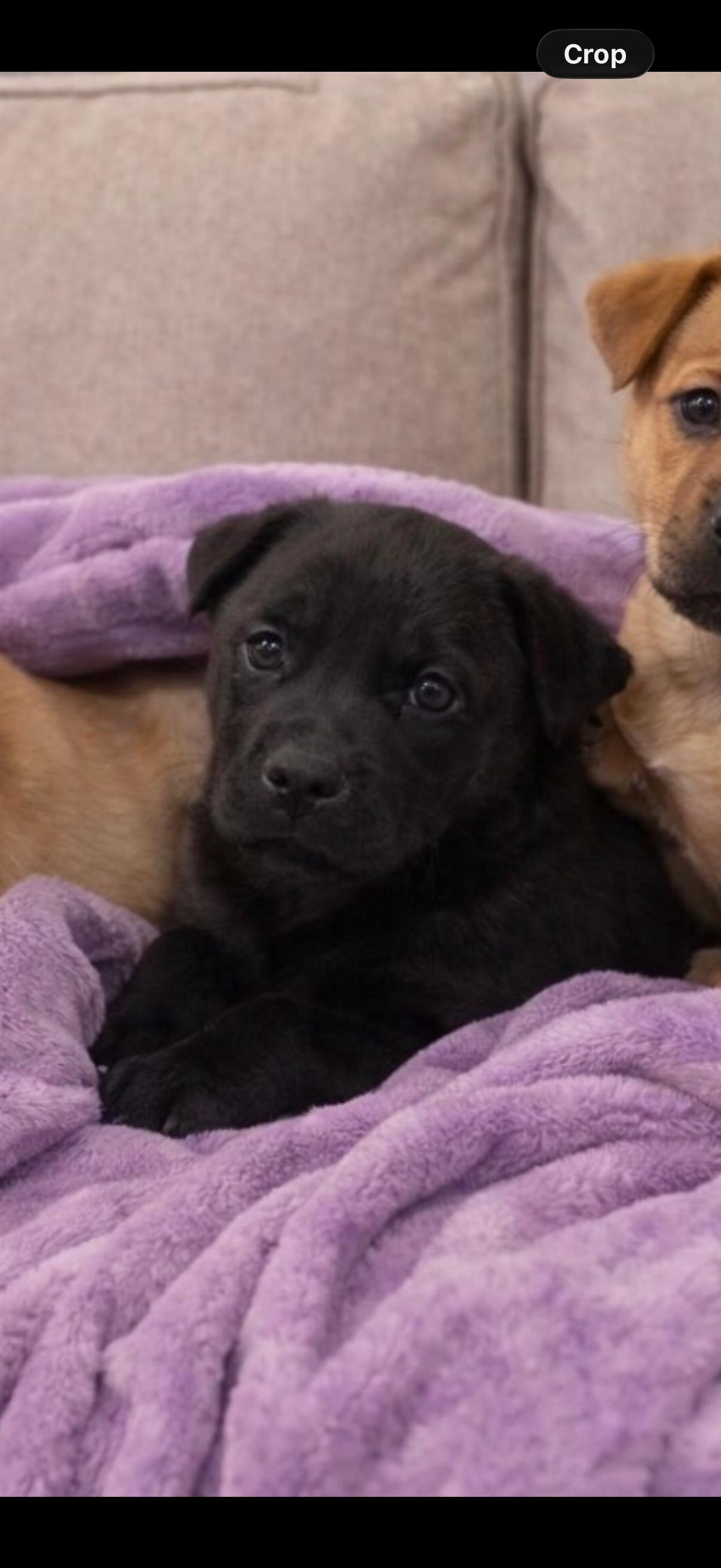 Enlarge Happy Meal, a Adoptable Black Labrador Retriever in Evergreen, CO image 2/2