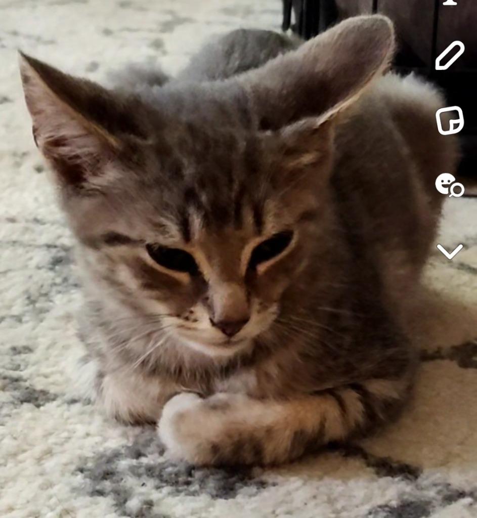 Enlarge Jess, a Adopted mixed breed in Owatonna, MN image 1/2