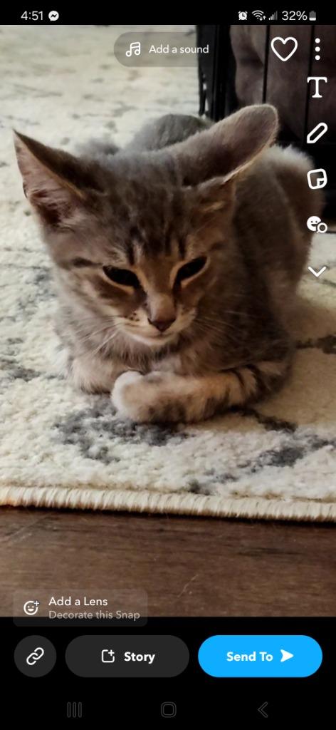 Enlarge Jess, a Adopted mixed breed in Owatonna, MN image 2/2