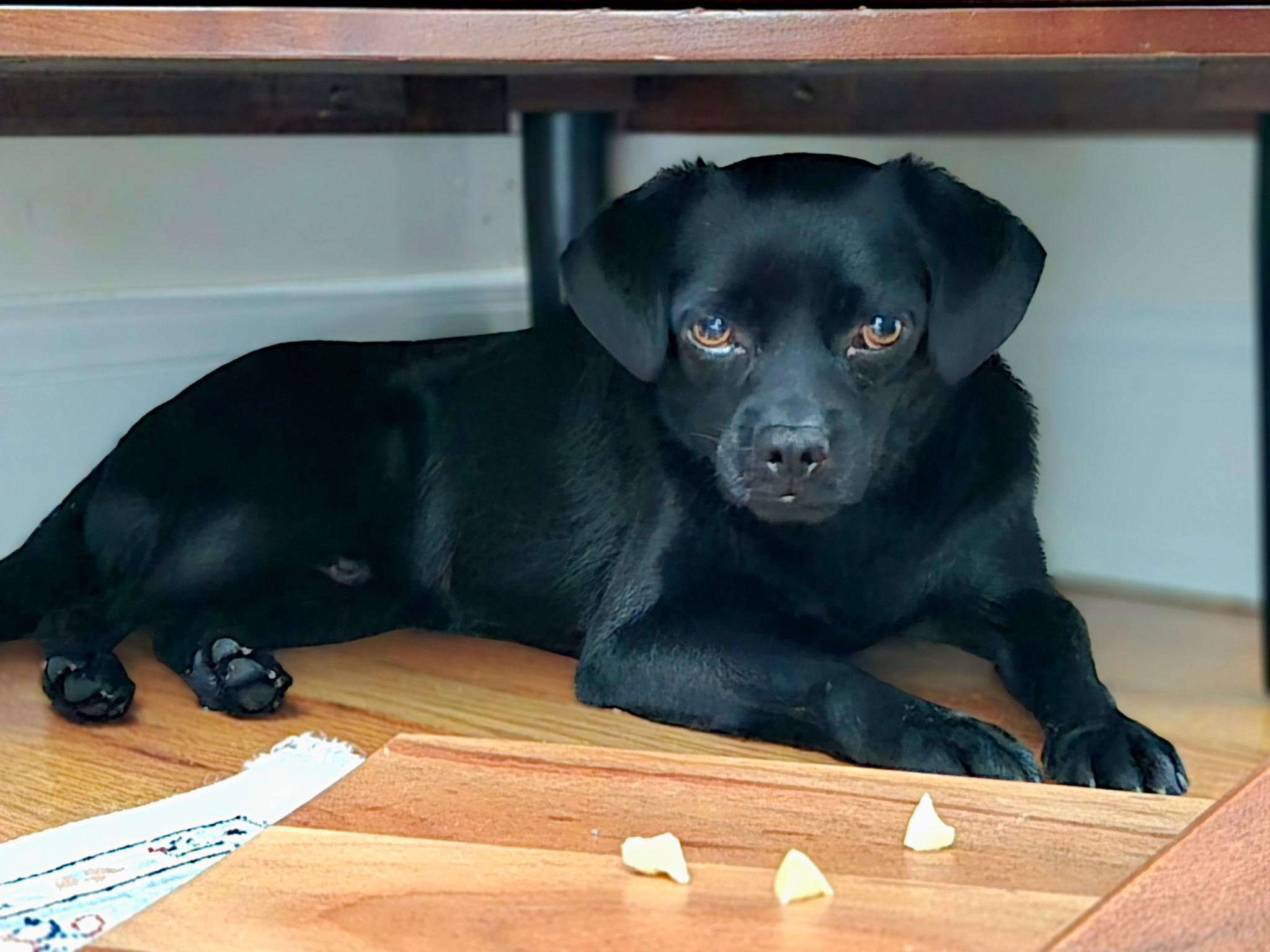 Reno, a Adoptable mixed breed in Copiague, NY image 1/6