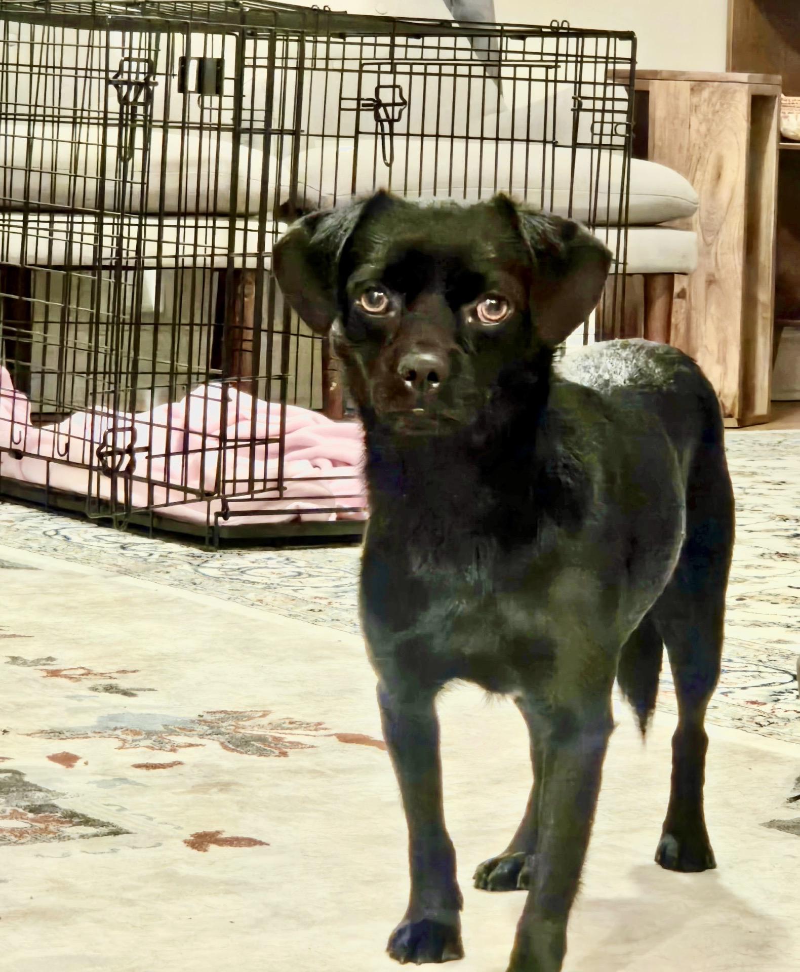 Reno, a Adoptable mixed breed in Copiague, NY image 2/6