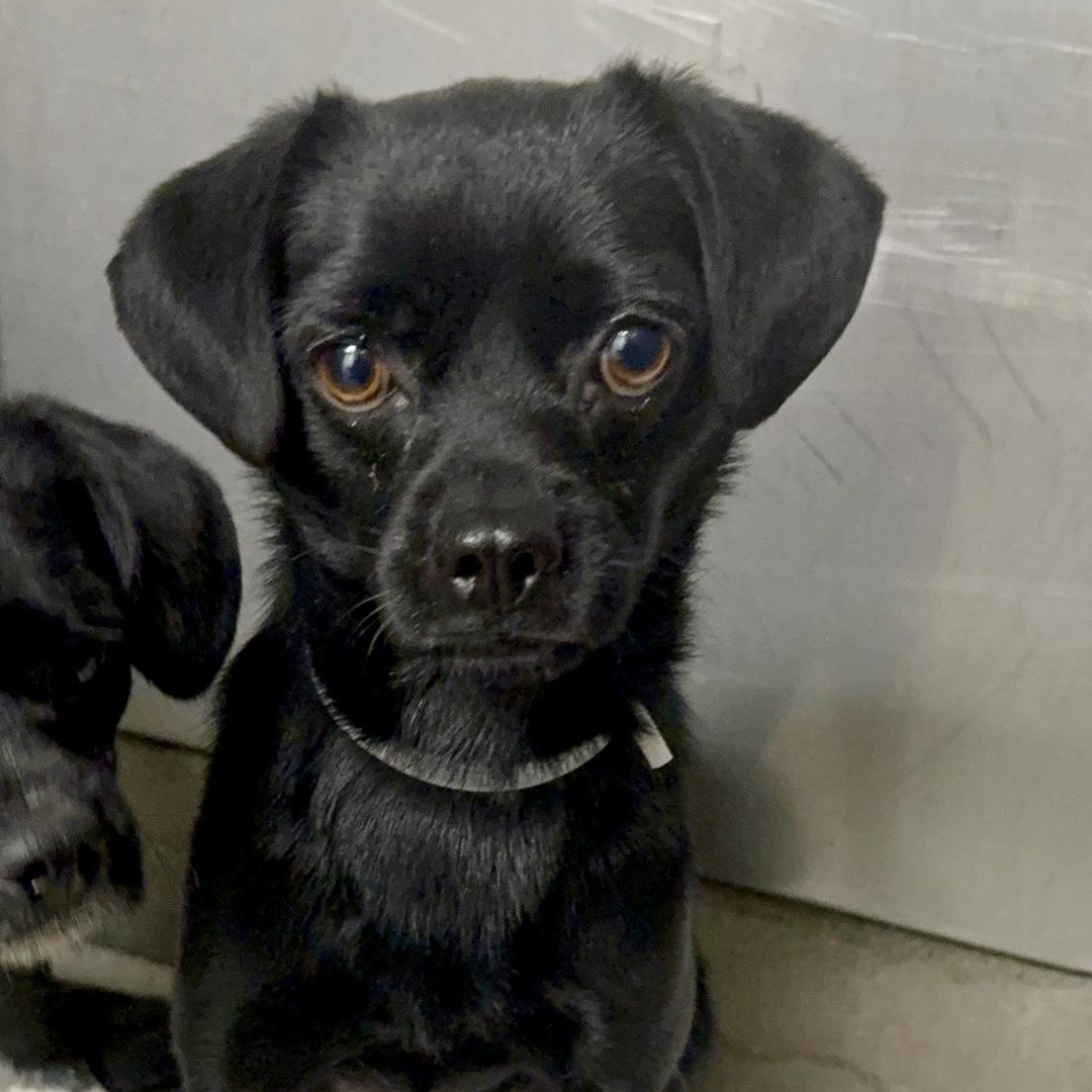 Reno, a Adoptable mixed breed in Copiague, NY image 4/6