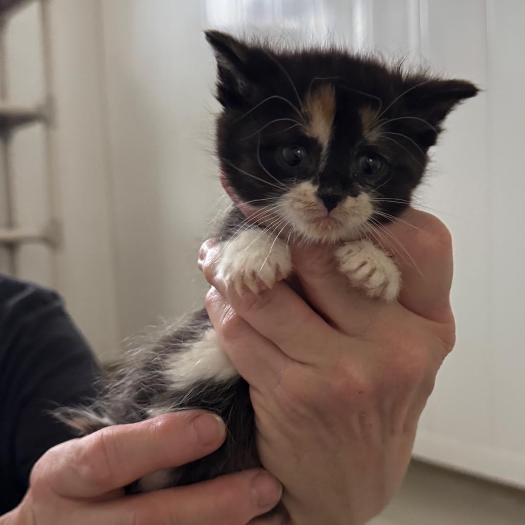 Enlarge Jasmine, a Adoptable Domestic Short Hair in Redwood Falls, MN image 1/1