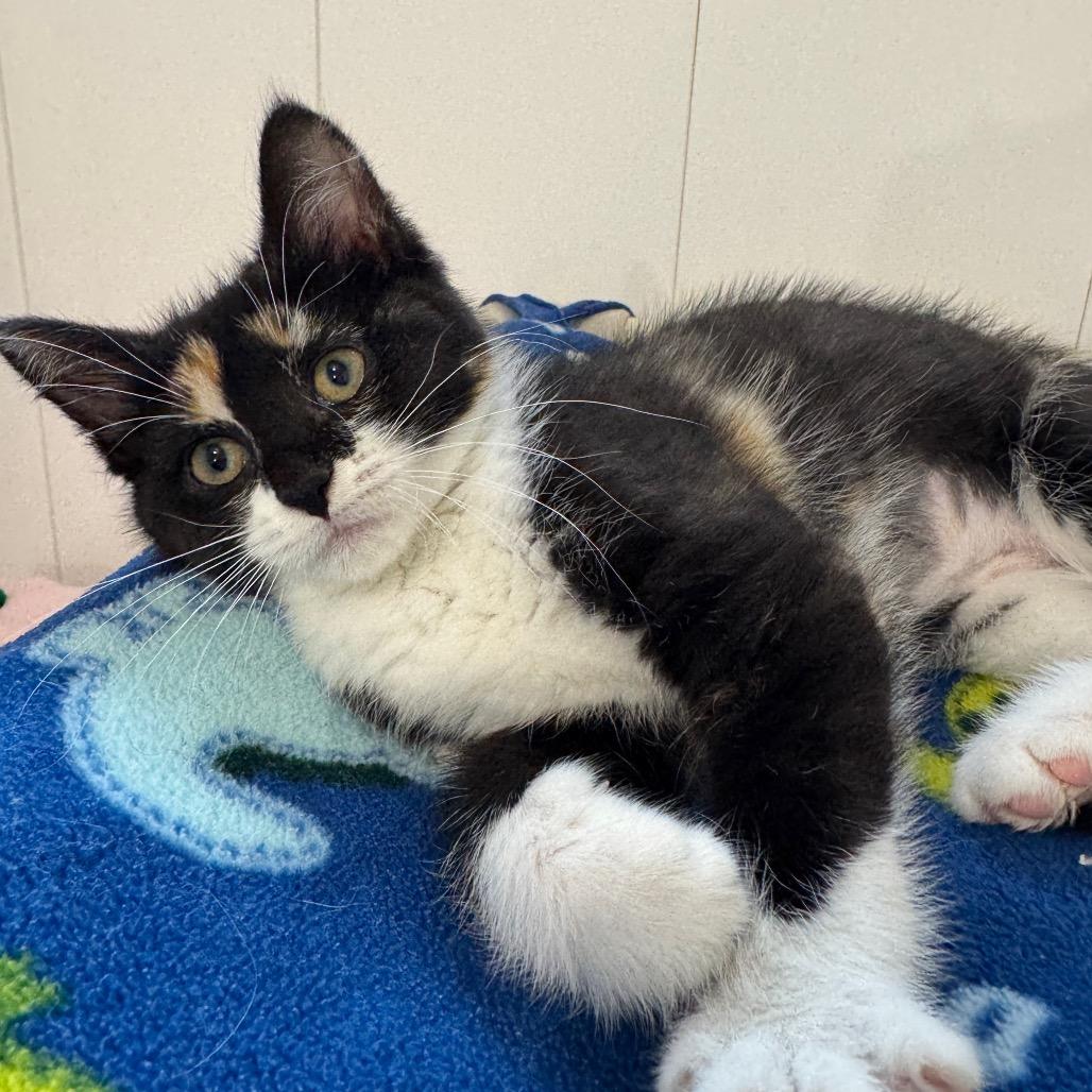Jasmine, a Adoptable Domestic Short Hair in Redwood Falls, MN image 3/3