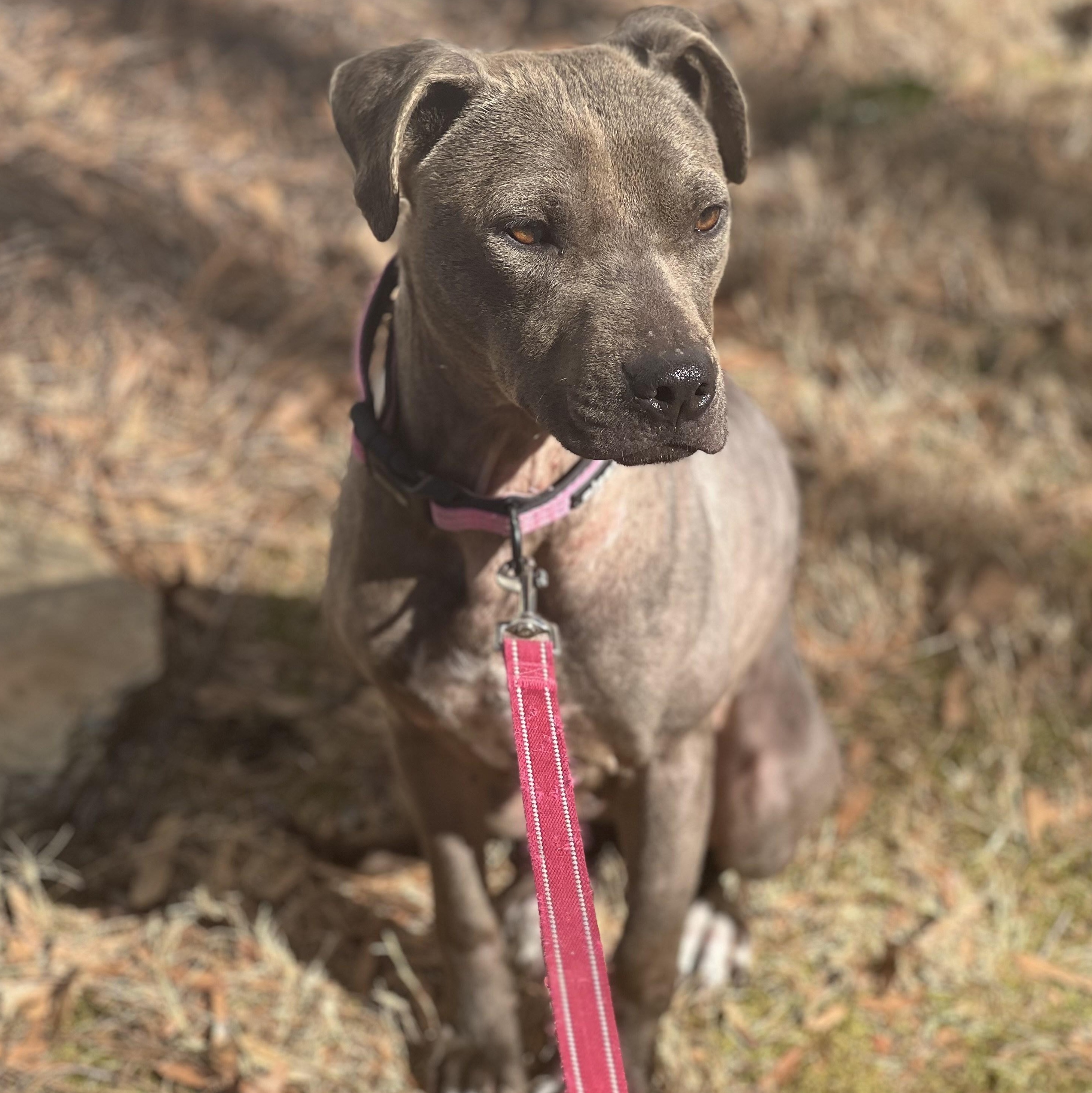 Enlarge Bliss, a Adoptable mixed breed in Cornelius, NC image 3/6