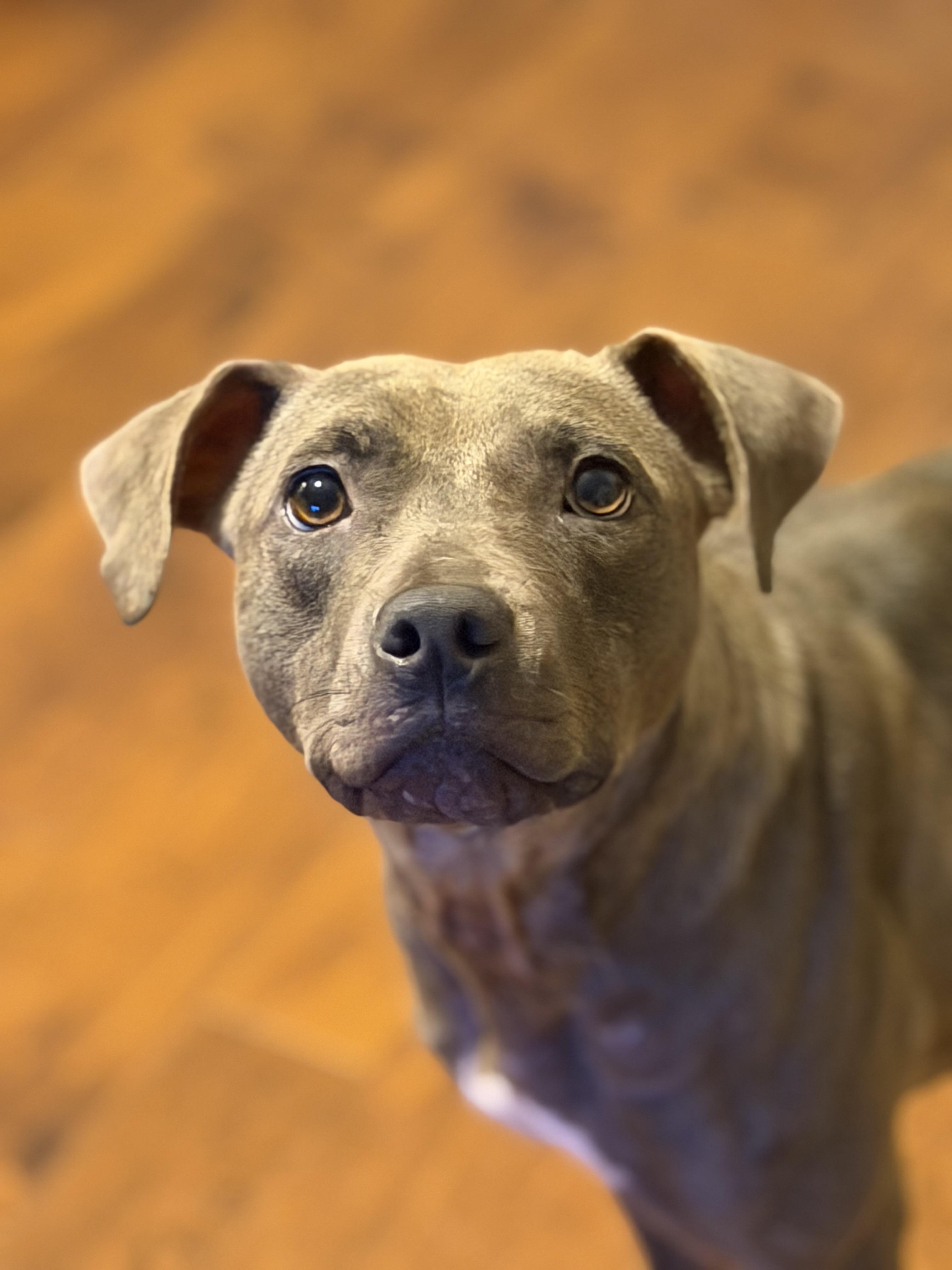Enlarge Bliss, a Adoptable mixed breed in Cornelius, NC image 4/6