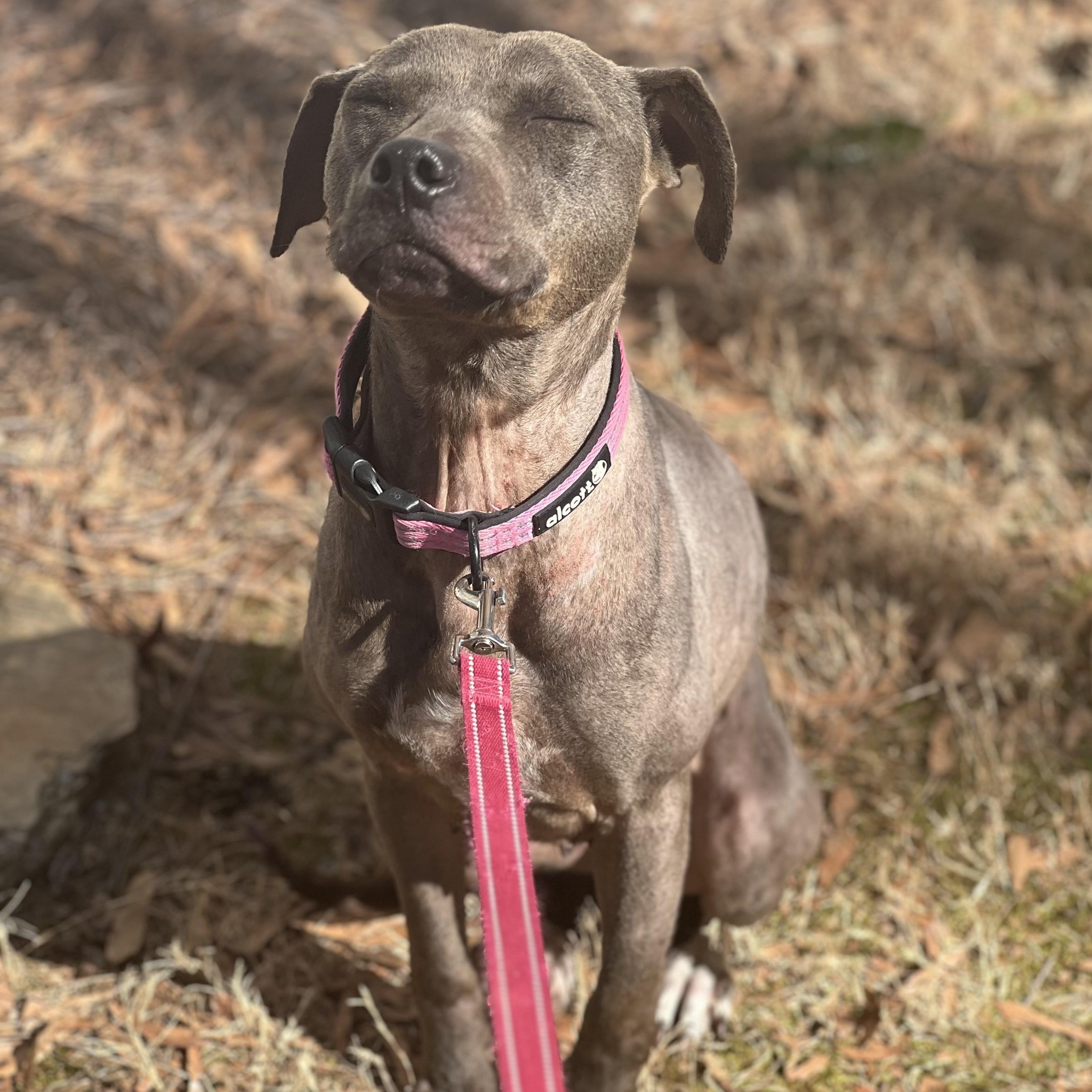 Enlarge Bliss, a Adoptable mixed breed in Cornelius, NC image 1/6