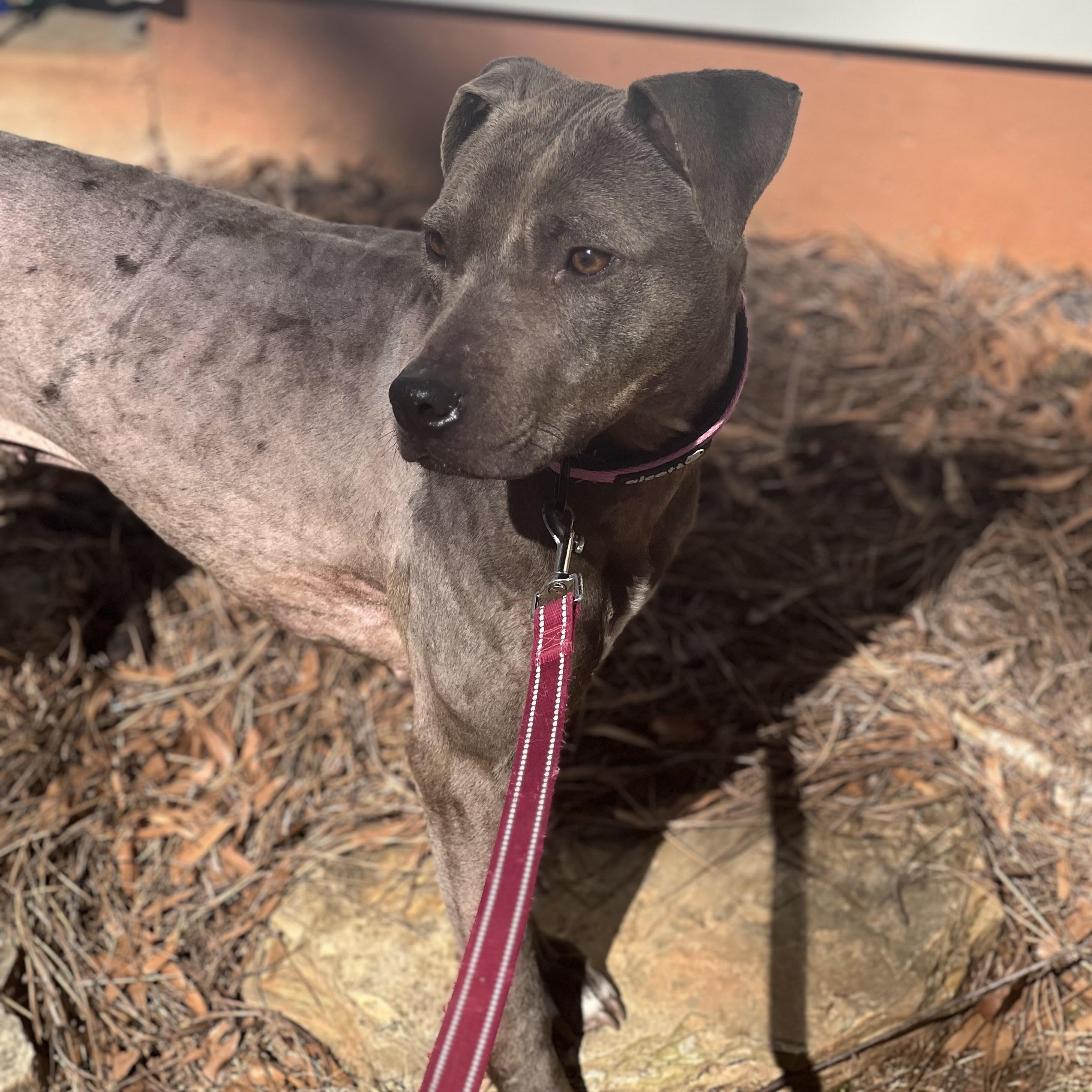 Enlarge Bliss, a Adoptable mixed breed in Cornelius, NC image 6/6