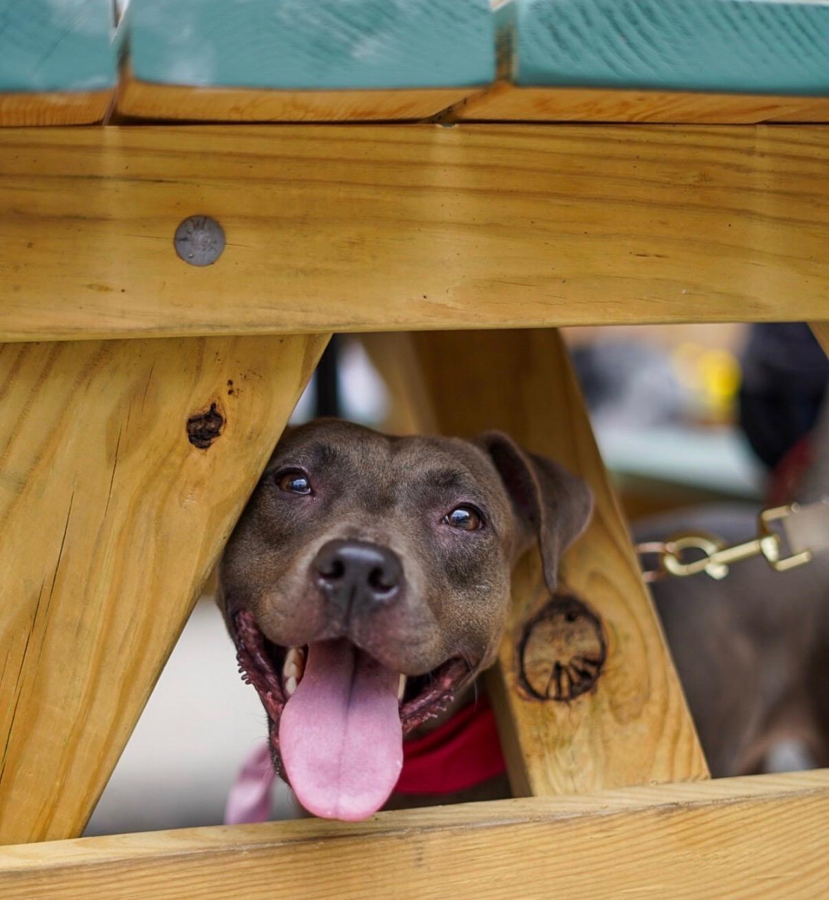 Enlarge Bliss, a Adoptable mixed breed in Cornelius, NC image 2/6