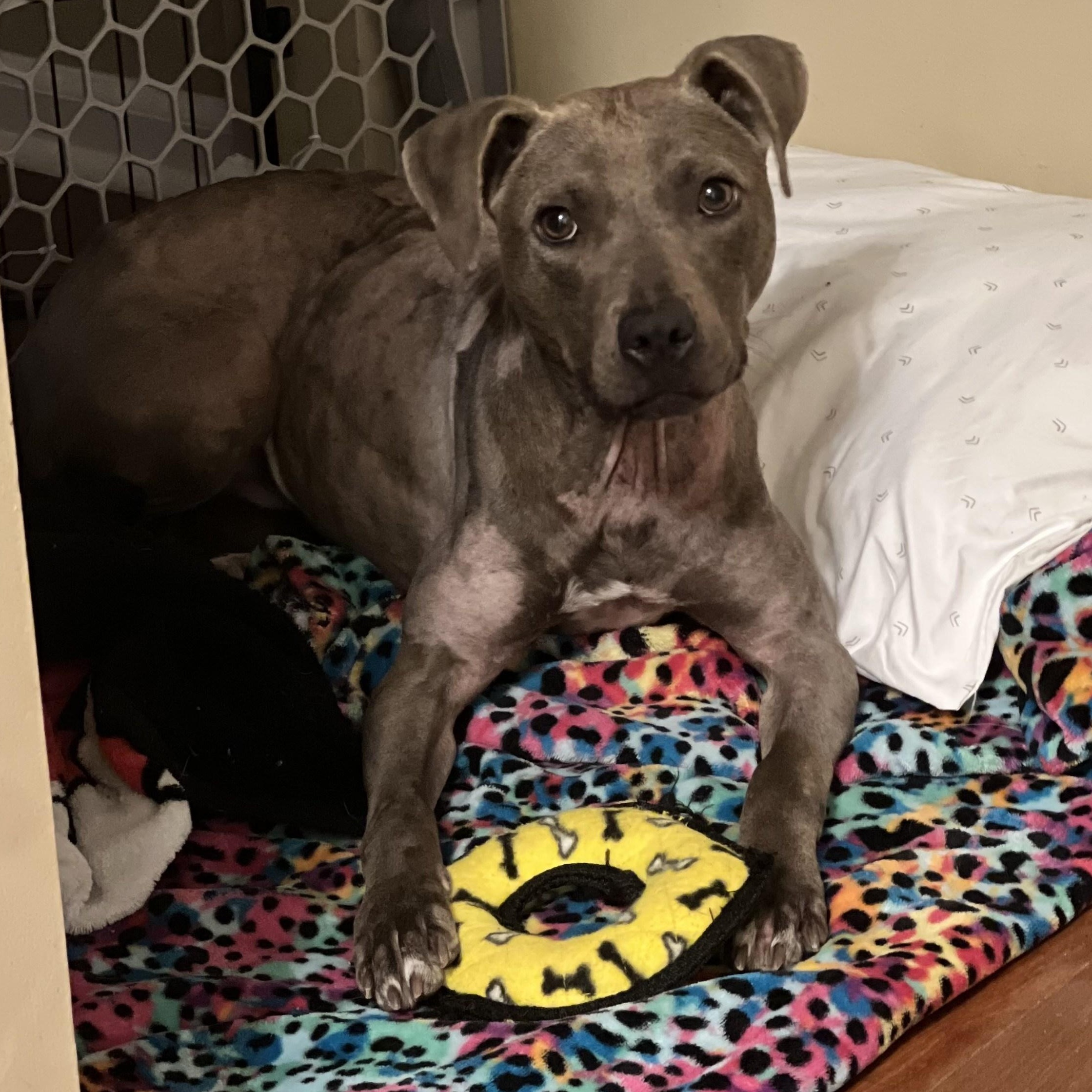 Enlarge Bliss, a Adoptable mixed breed in Cornelius, NC image 5/6