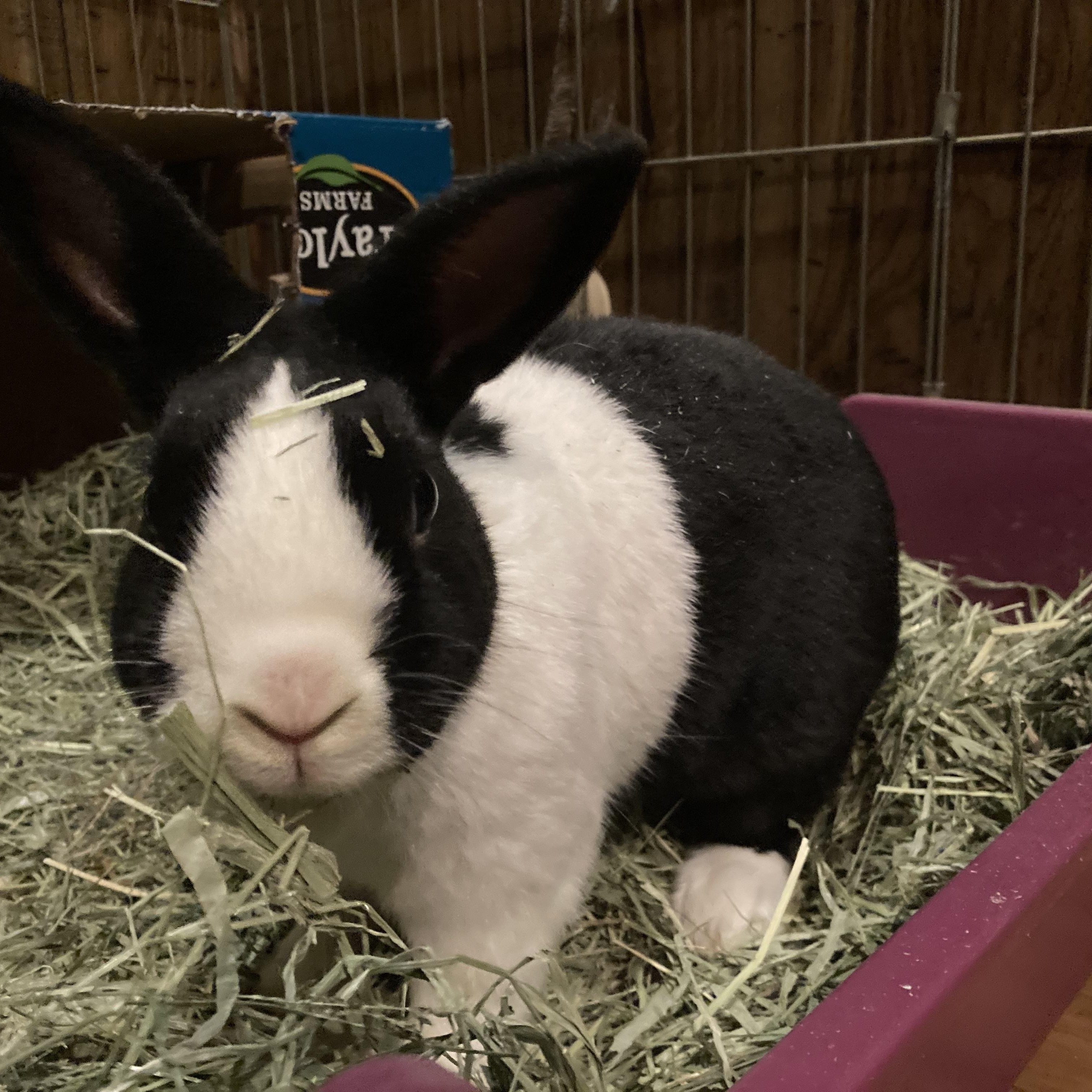 Tony, a Adoptable Dutch in St. Charles, IL image 6/6