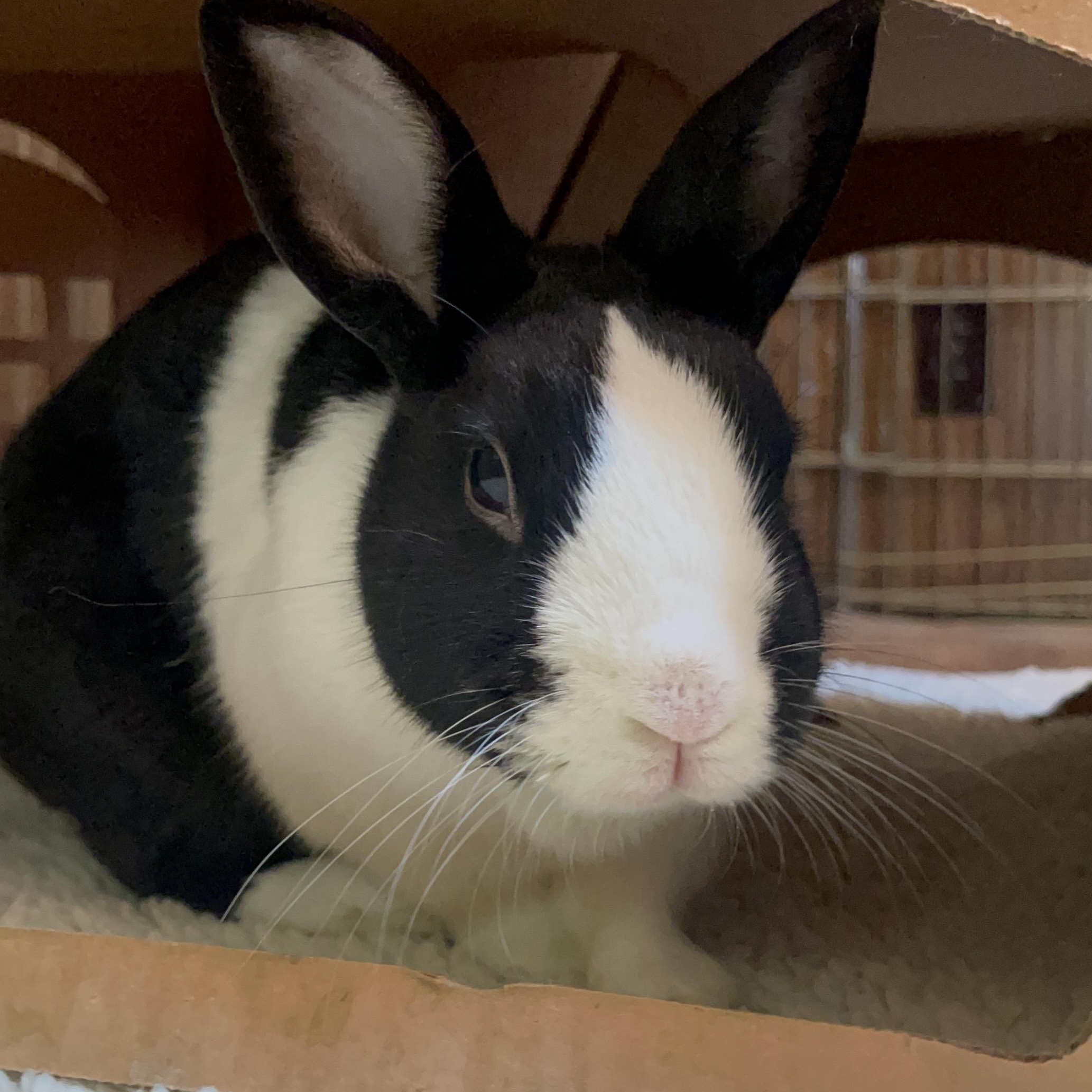 Tony, a Adoptable Dutch in St. Charles, IL image 1/6