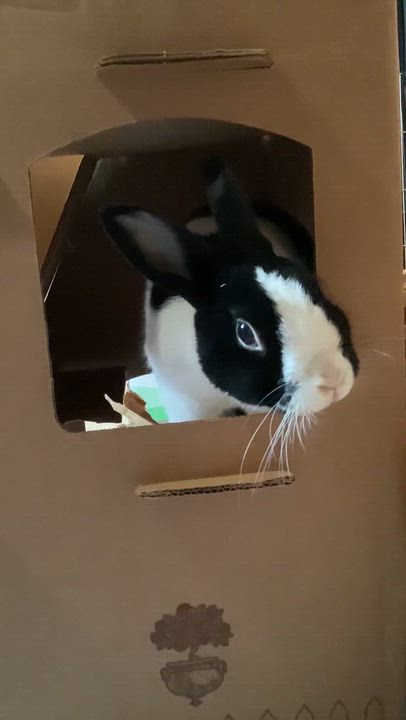 Enlarge Tony, a Adoptable Dutch in St. Charles, IL video 2/6