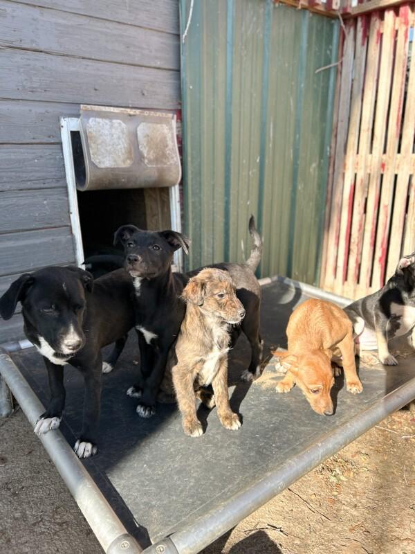 Enlarge Muffin, a Adoptable mixed breed in Windsor, CO image 1/6