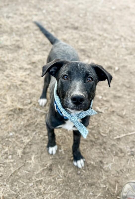 Enlarge Muffin, a Adoptable mixed breed in Windsor, CO image 2/6