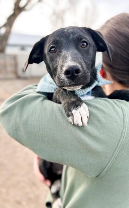 Enlarge Muffin, a Adoptable mixed breed in Windsor, CO image 3/6