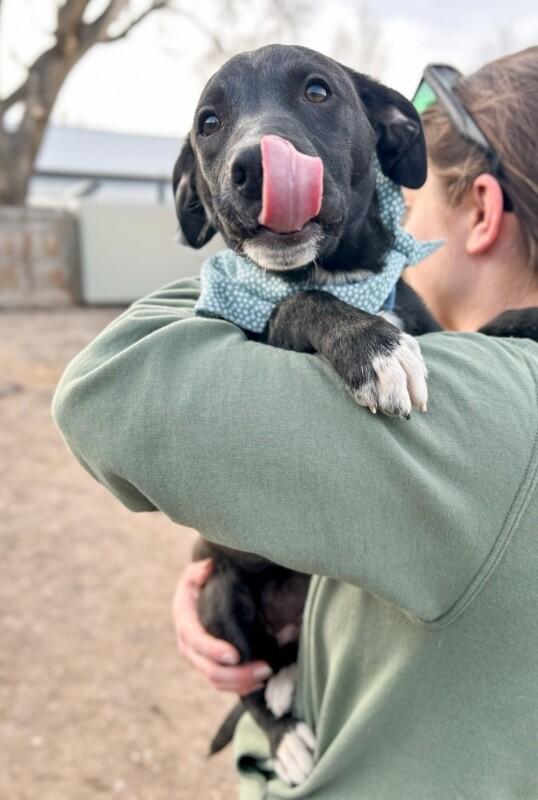 Enlarge Muffin, a Adoptable mixed breed in Windsor, CO image 4/6