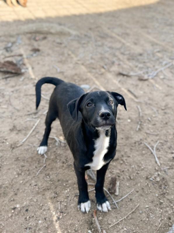 Enlarge Muffin, a Adoptable mixed breed in Windsor, CO image 5/6