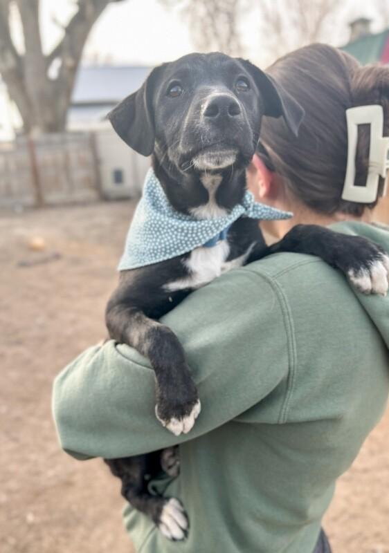 Enlarge Muffin, a Adoptable mixed breed in Windsor, CO image 6/6