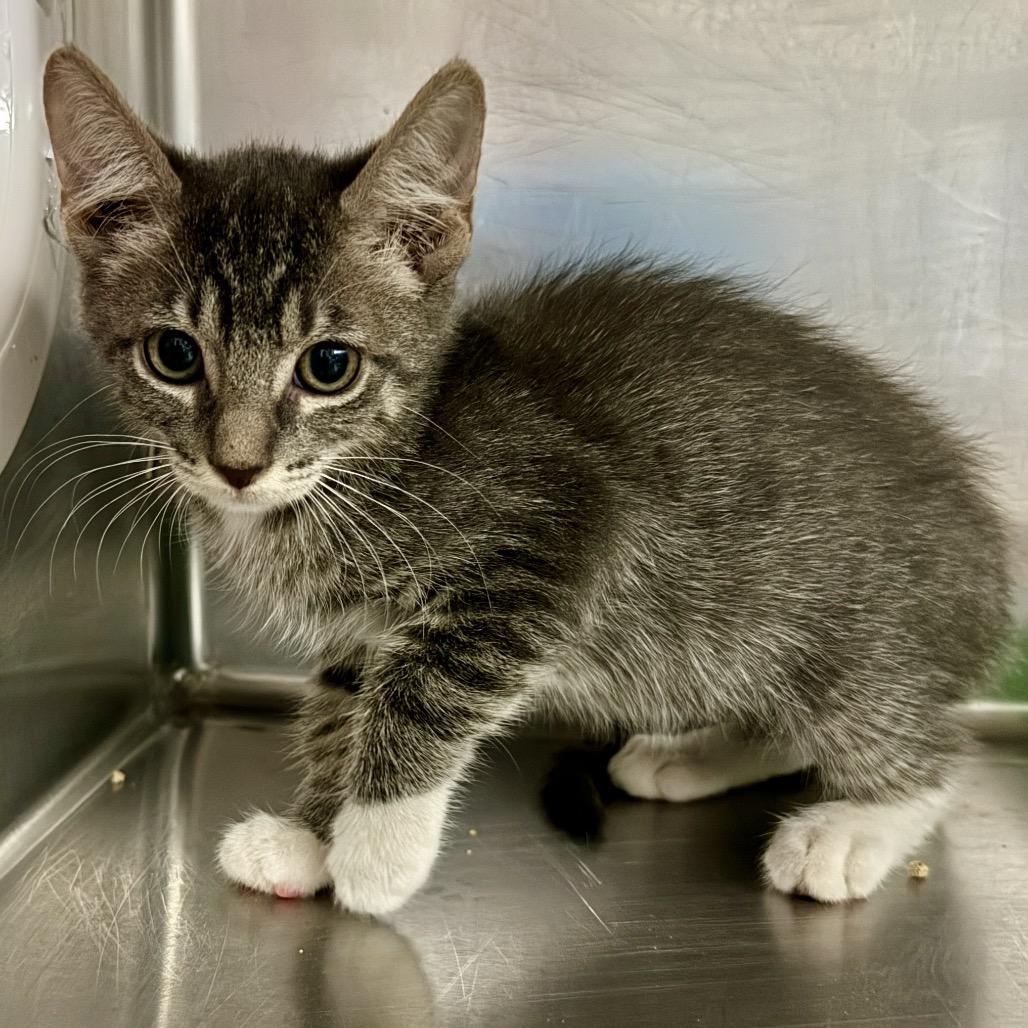 Riley, Adoptable, Kitten Female Domestic Medium Hair.